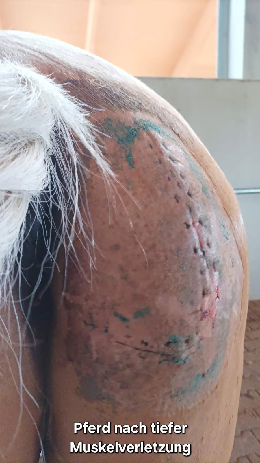 Pferd hat eine Naht an der Flanke, die gut verheilt ist