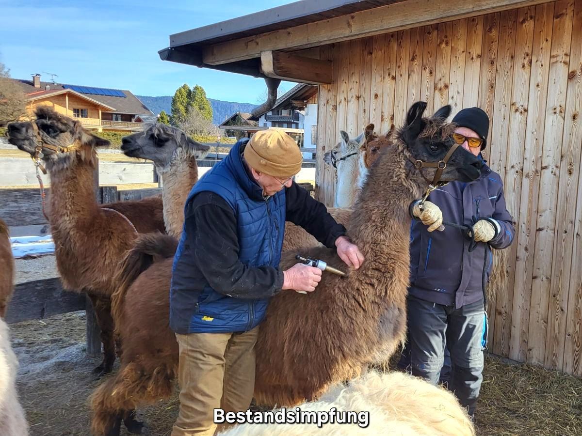 Bestandsimpfung Alpacas