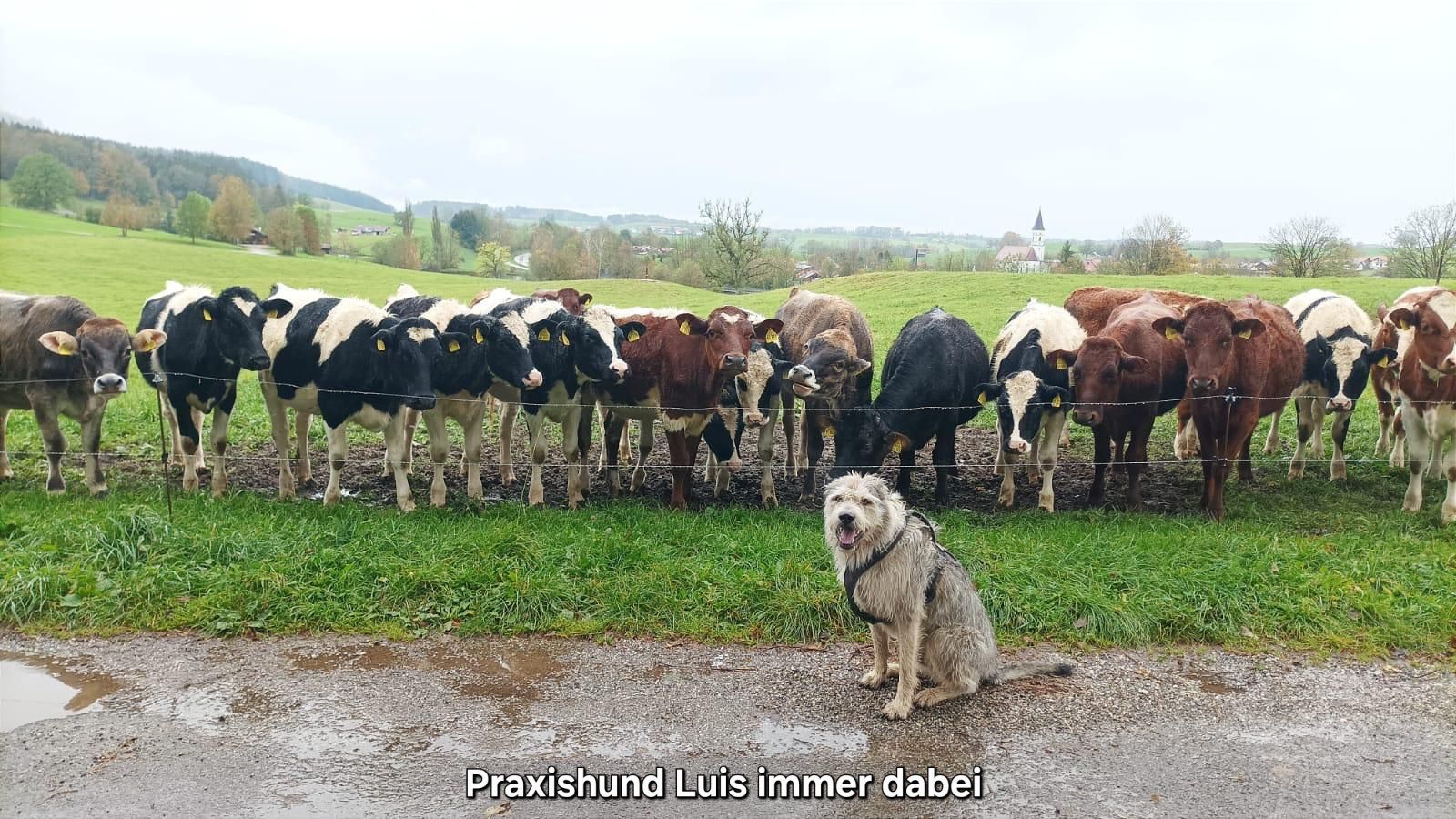 Praxishund Luis sitzt vor einer Kuhherde