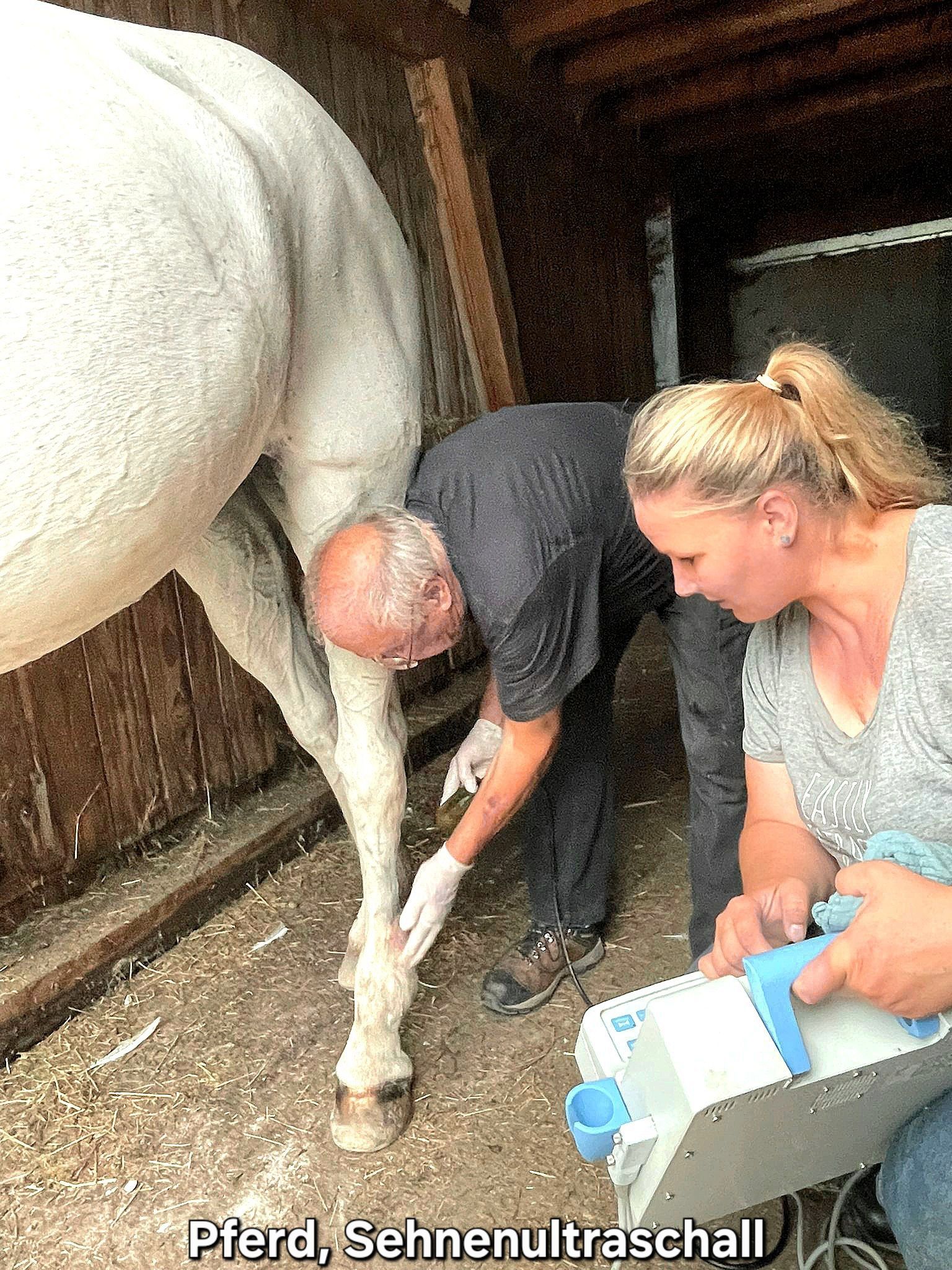 Pferd beim Sehnenultraschall