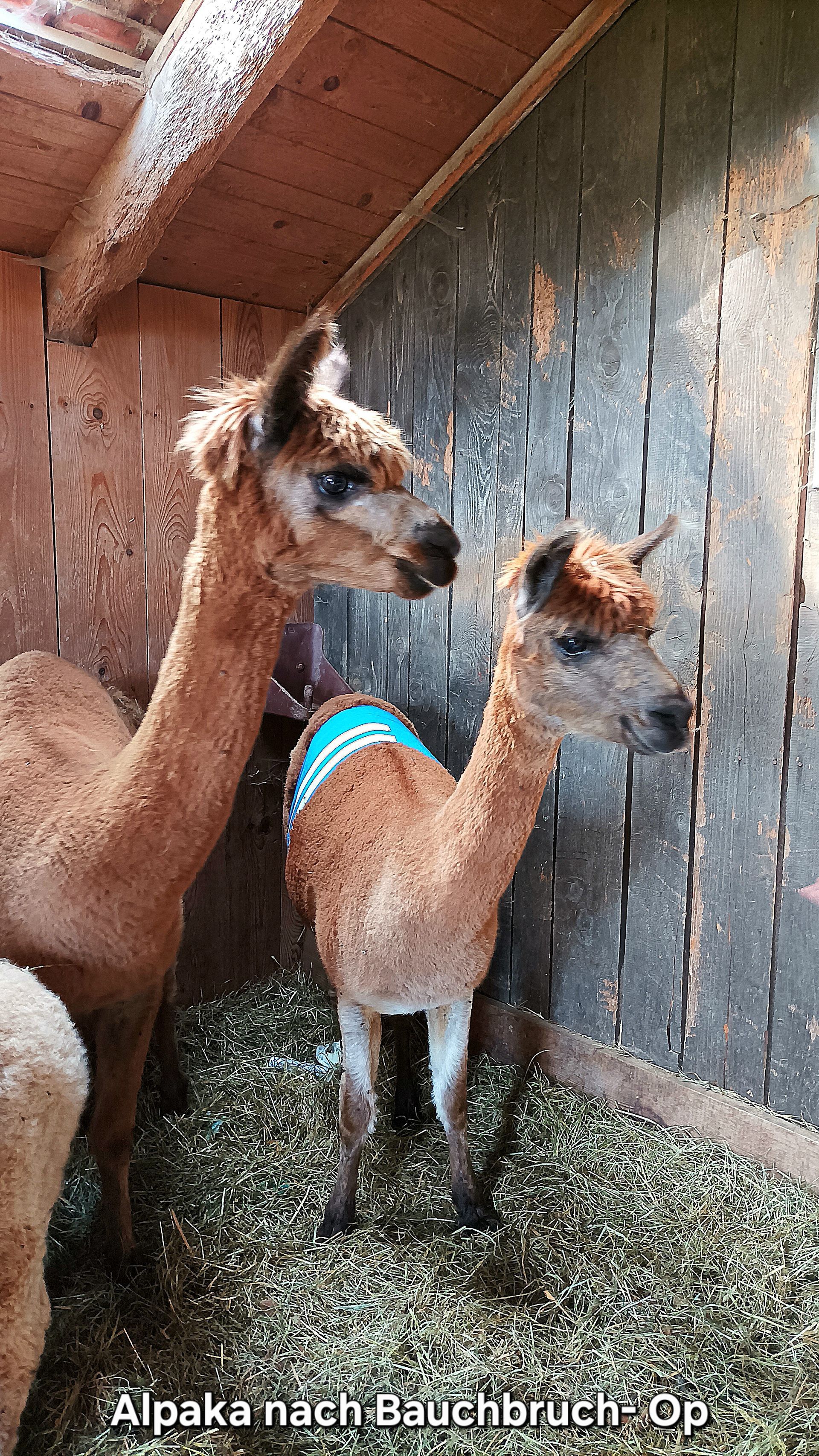 Alpaka nach Bauchbruch-OP
