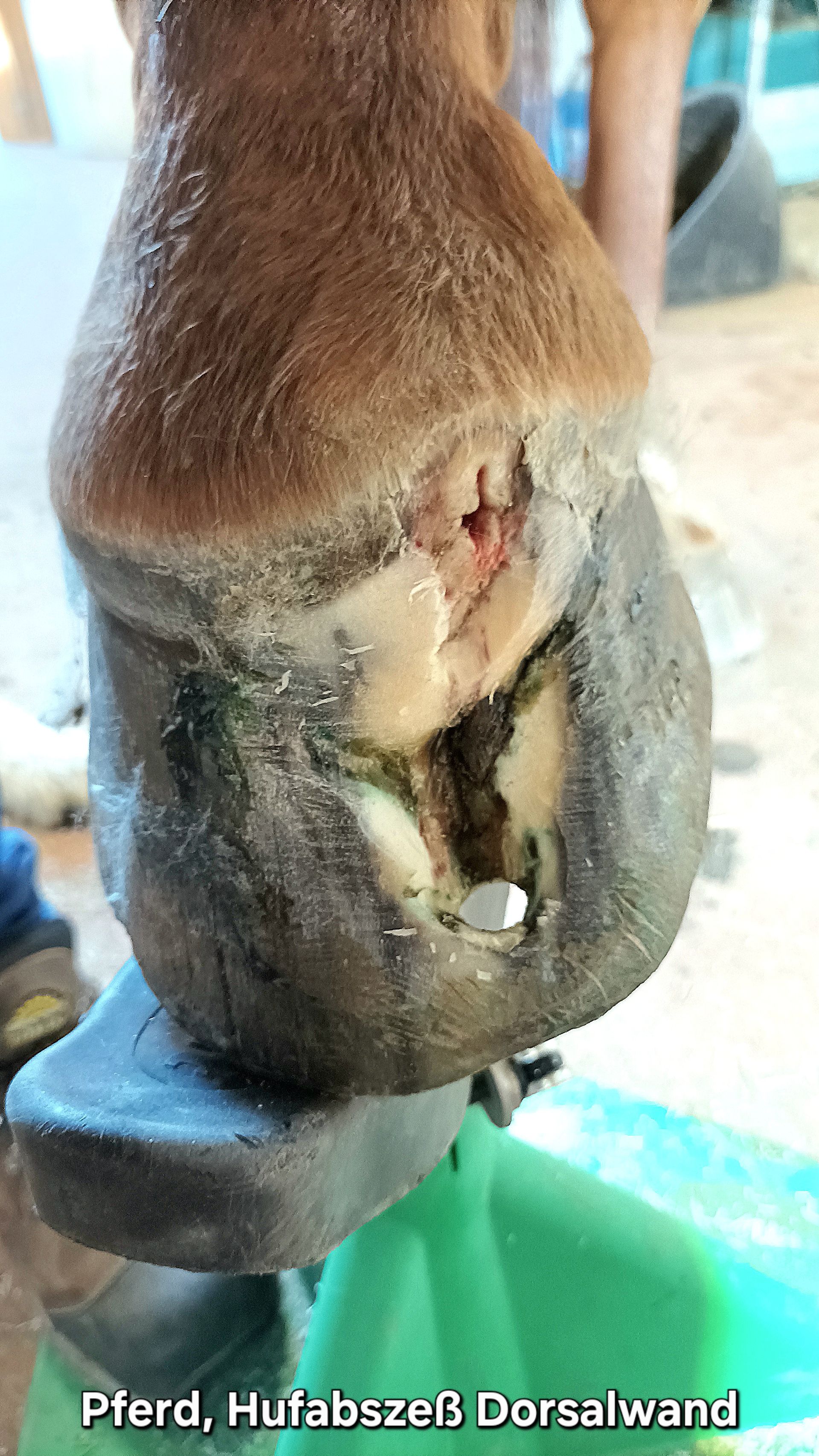 Pferd, behandelter Hufabszeß Dorsalwand