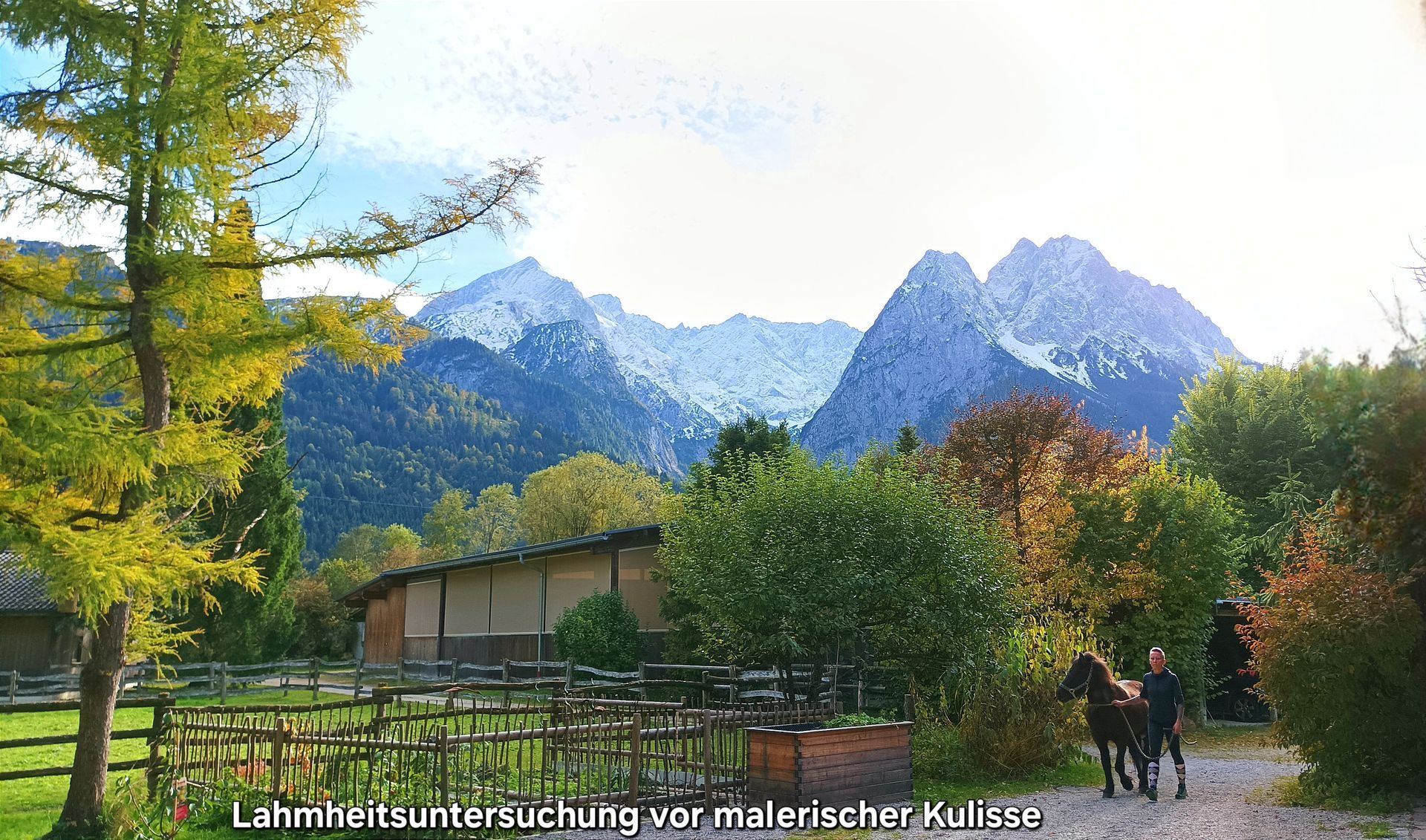 Lahmheitsuntersuchung beim Pferd