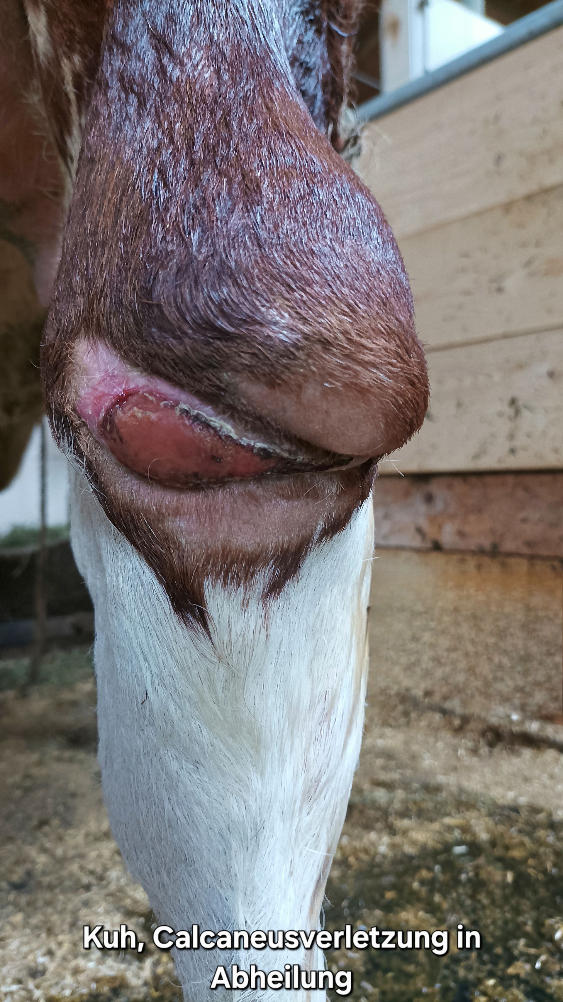 Kuh, Calcaneusverletzung heilt ab