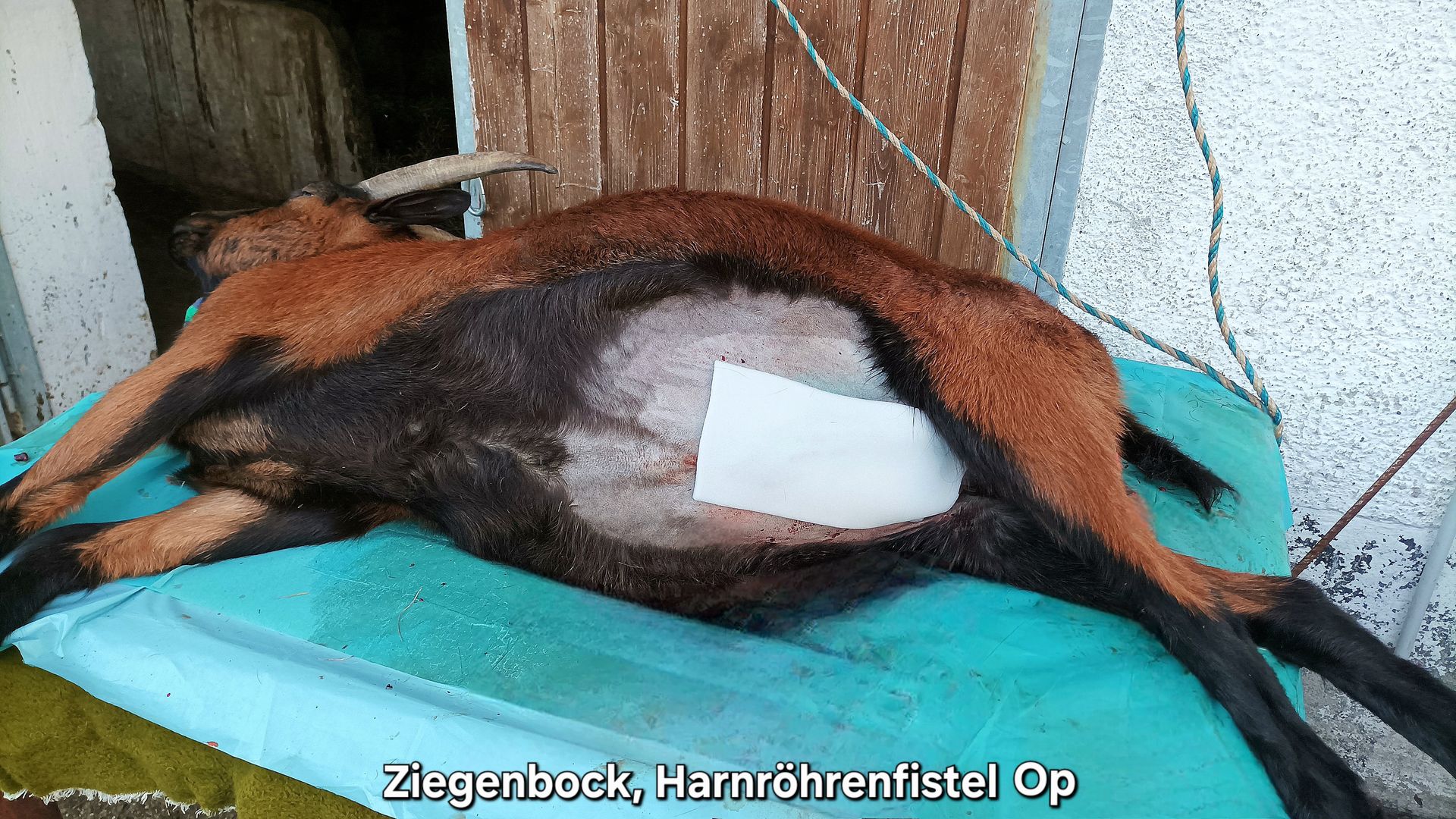 Ziegenbock Harnröhrenfistel OP