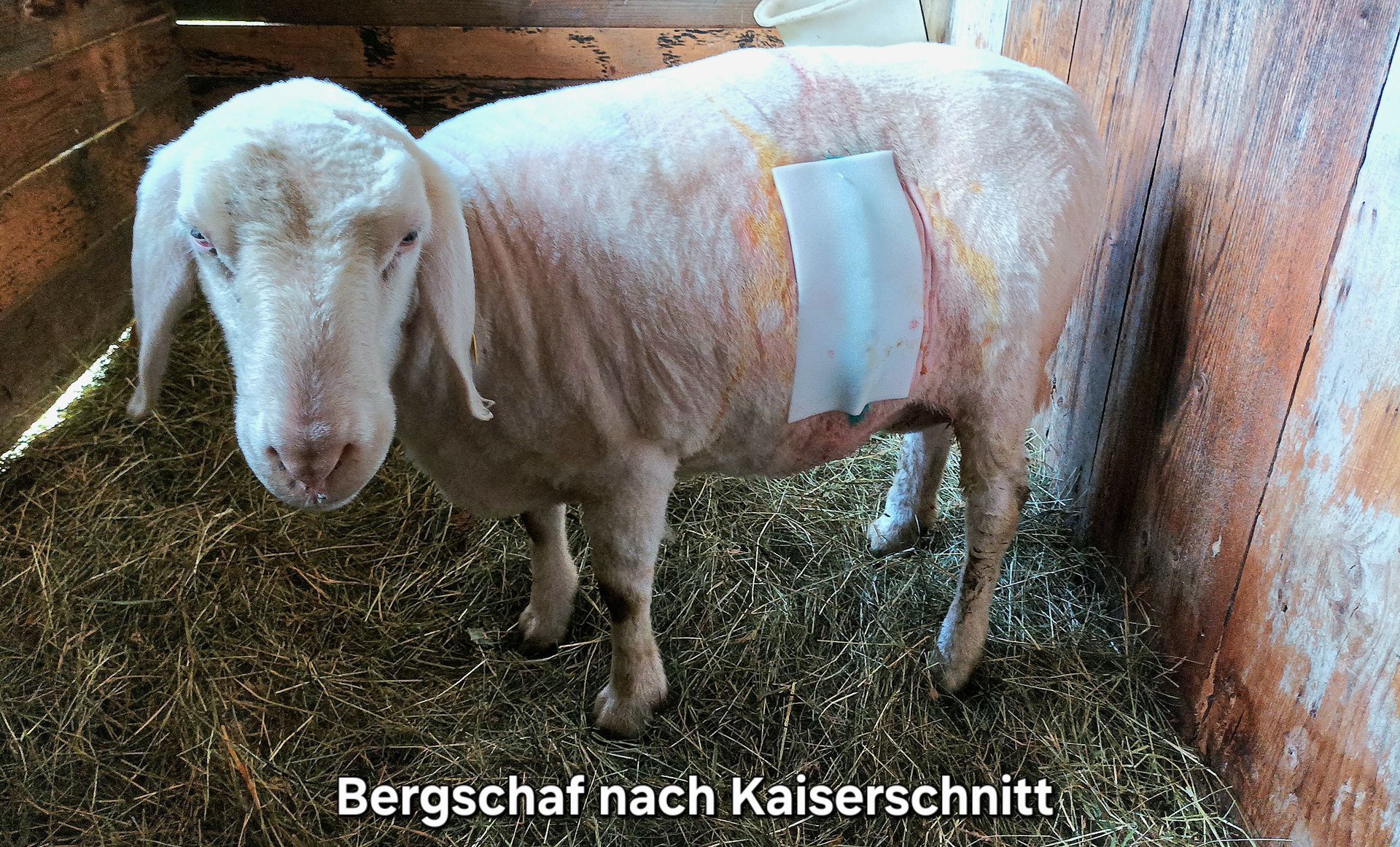 Bergschaf nach Kaiserschnitt