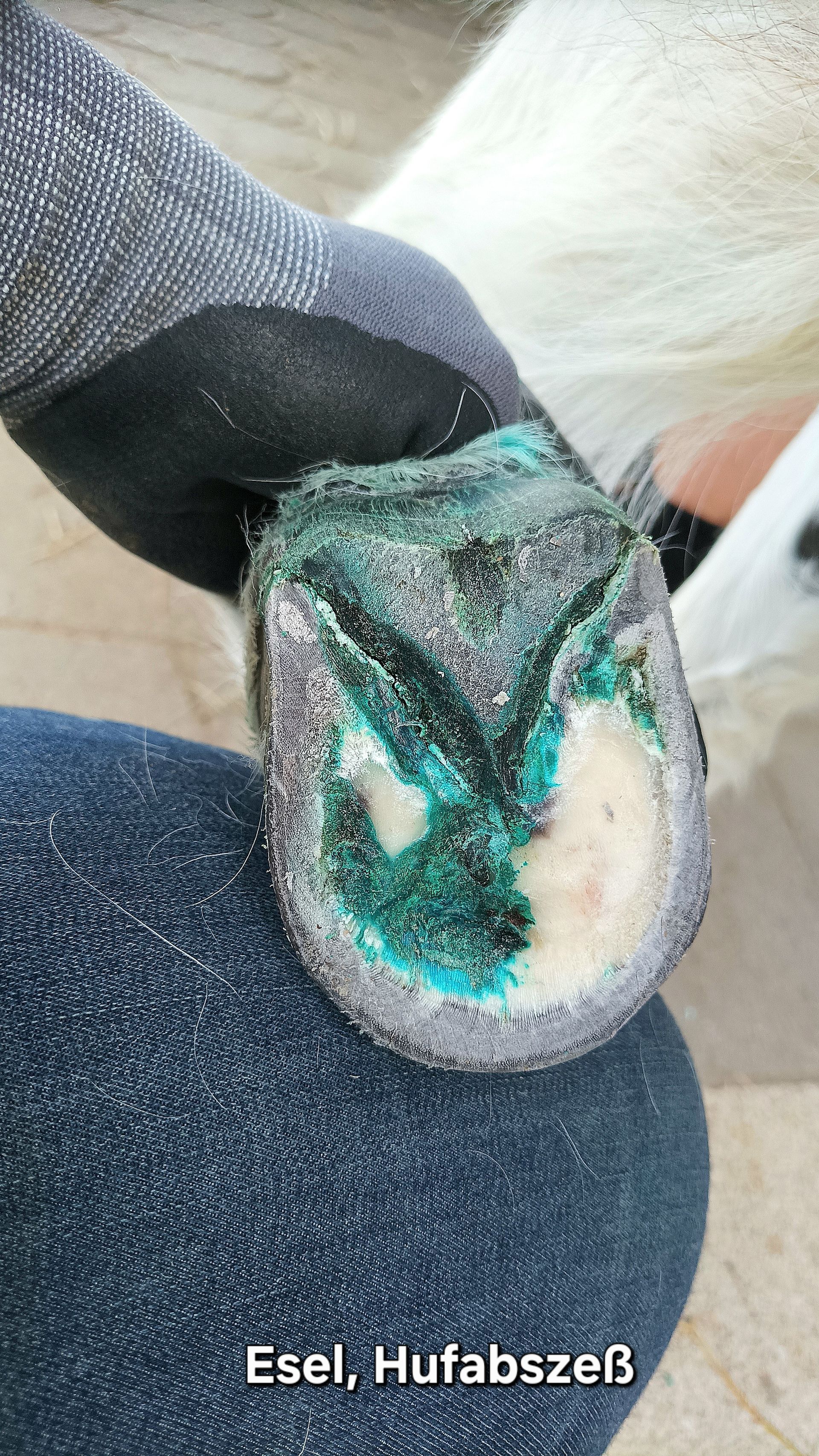 Esel hat einen Hufabszess der behandelt wird