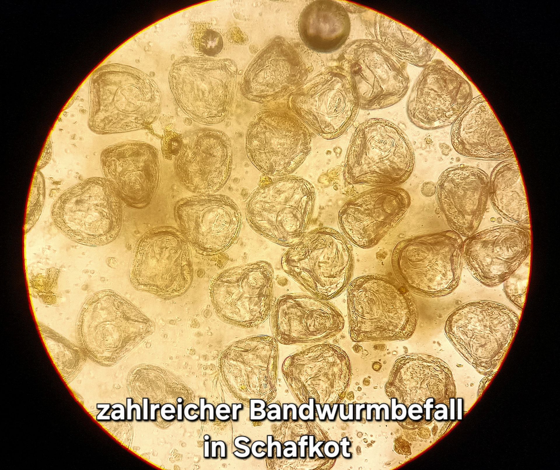 Untersuchung eines Bandwurmbefalls im Schafskot