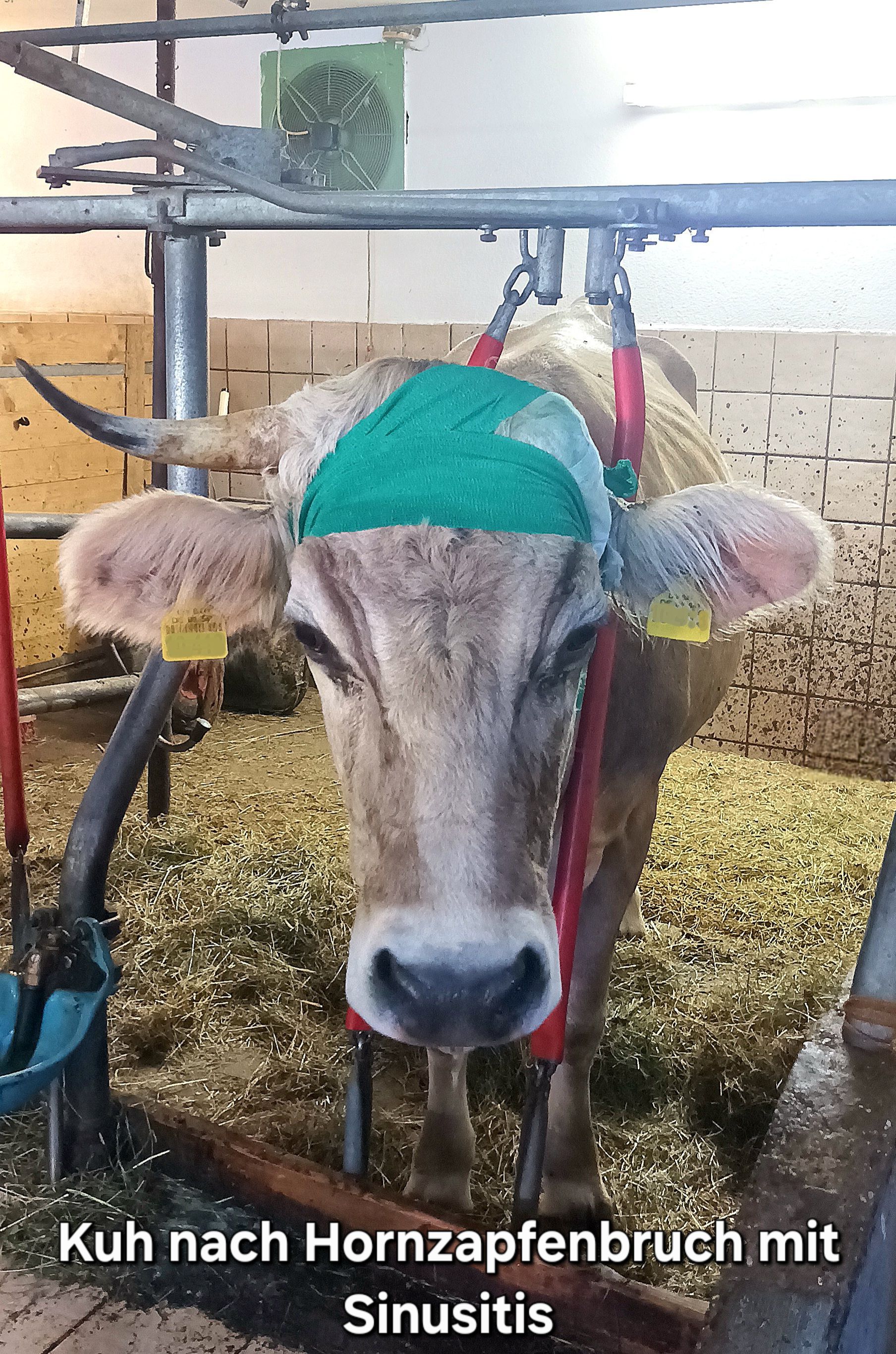 Kuh nach Hornzapfenbruch mit Sinusitis