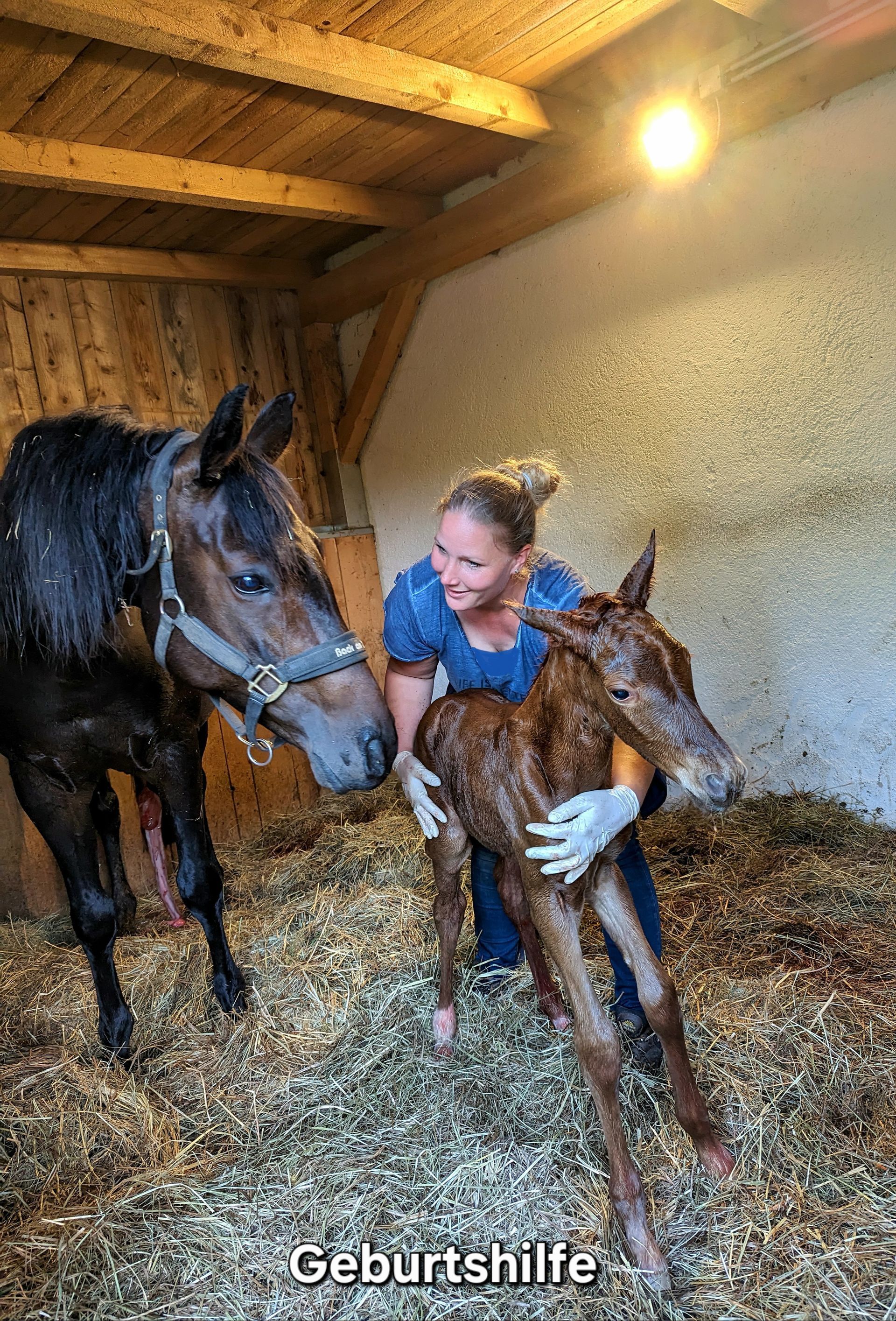 Geburtshilfe eines Fohlens, Muttertier und Fohlen gesund und wohlauf
