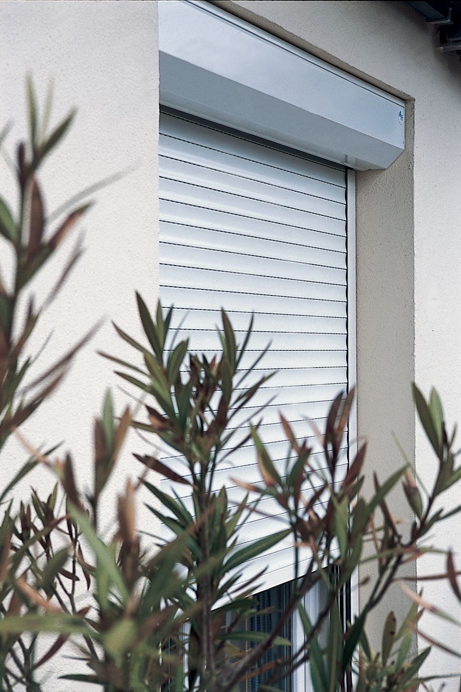 Un volet blanc avec un olivier devant