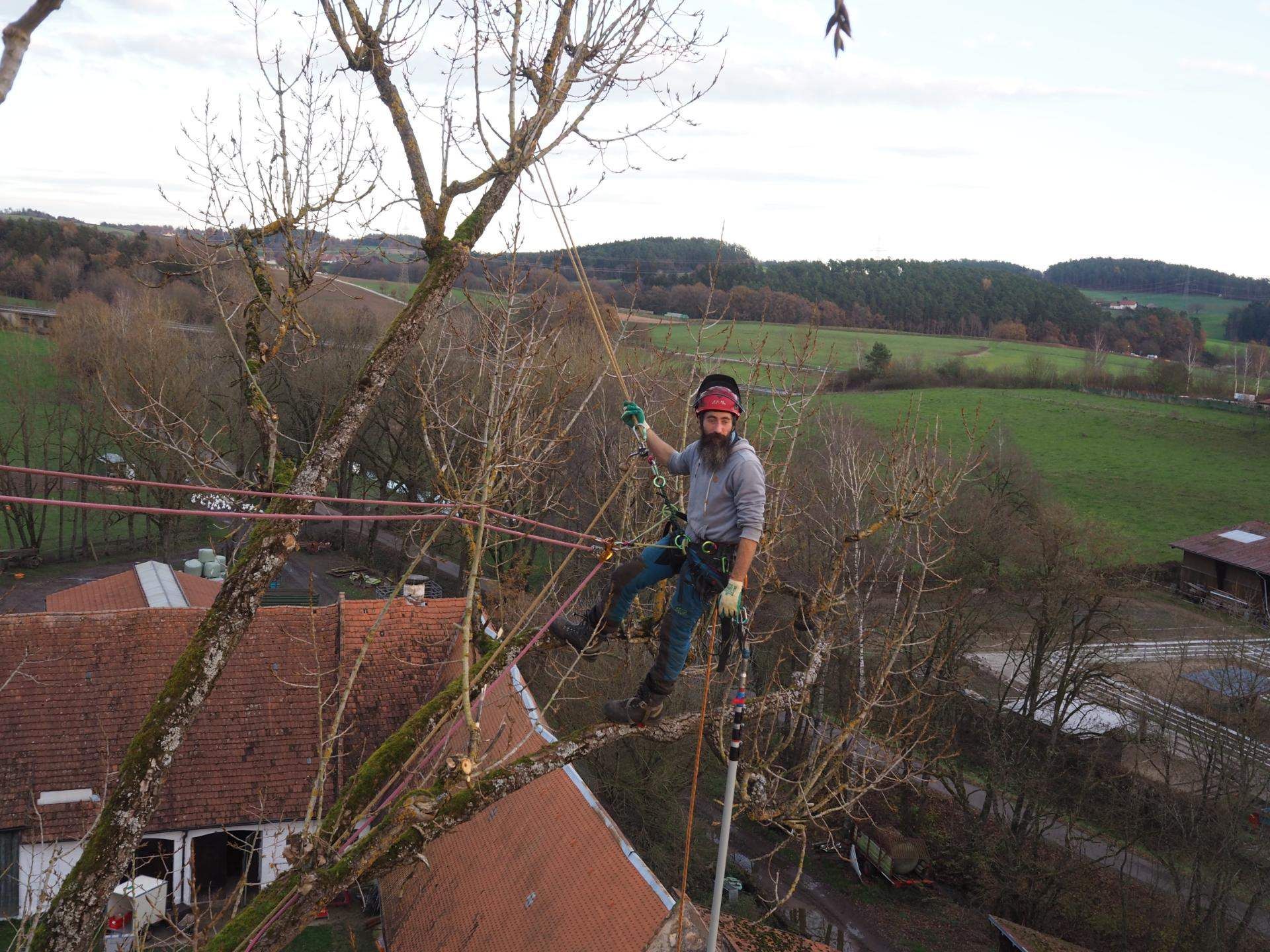 Baumpfleger entfernt abgestorbene Äste aus Sicherheitsgründen.