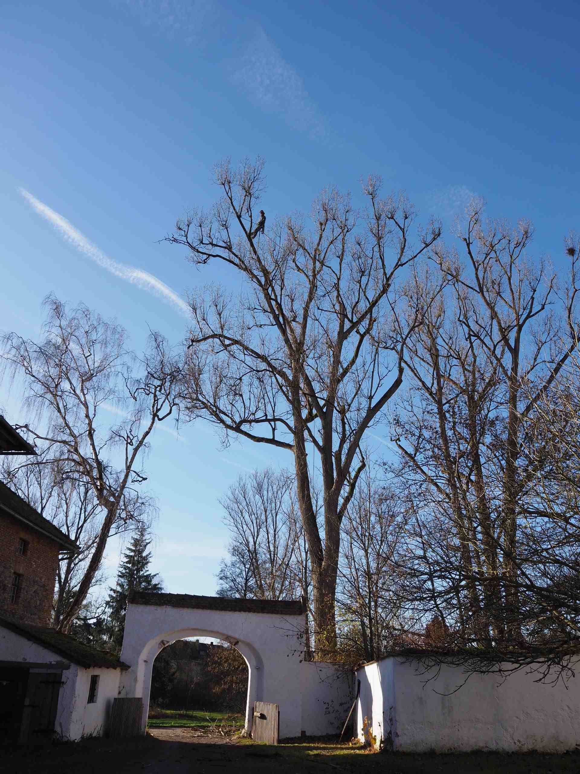 Baumpflege von Marcus Klemm