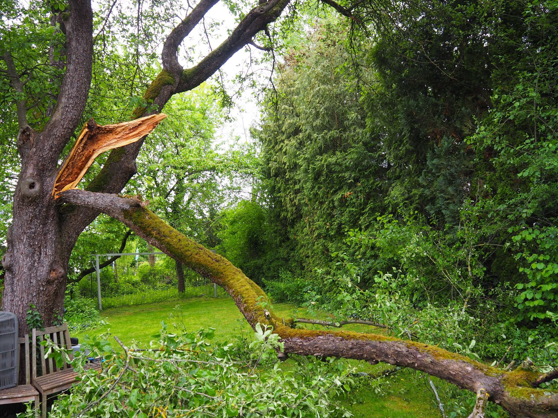 Pflege eines alten Baumes mit Seilklettertechnik in städtischer Umgebung.