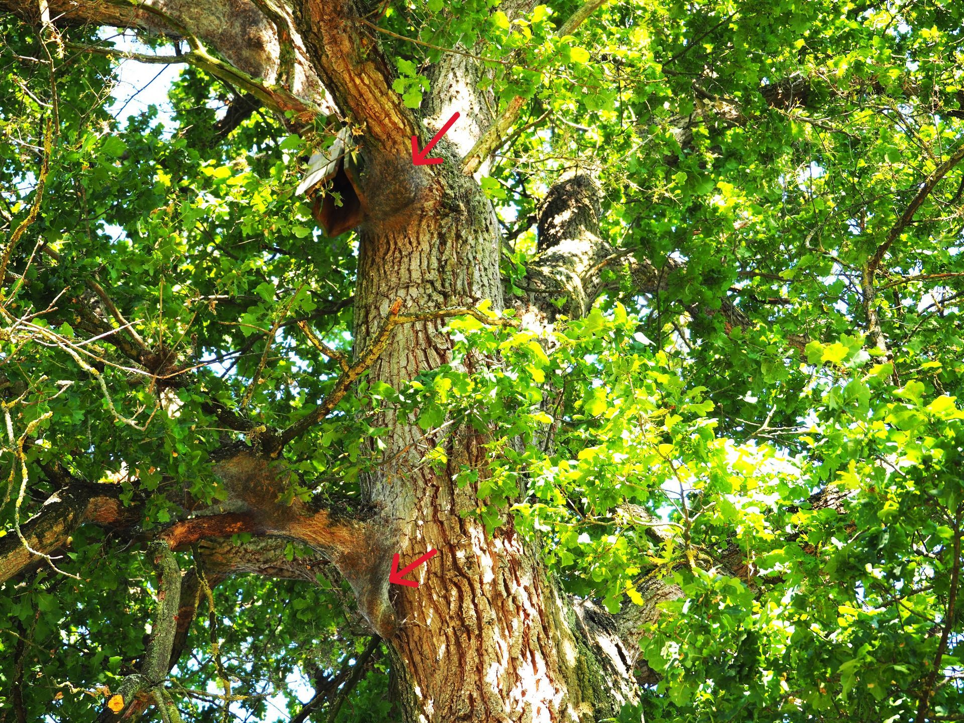 Bekämpfung von Eichenprozessionsspinner