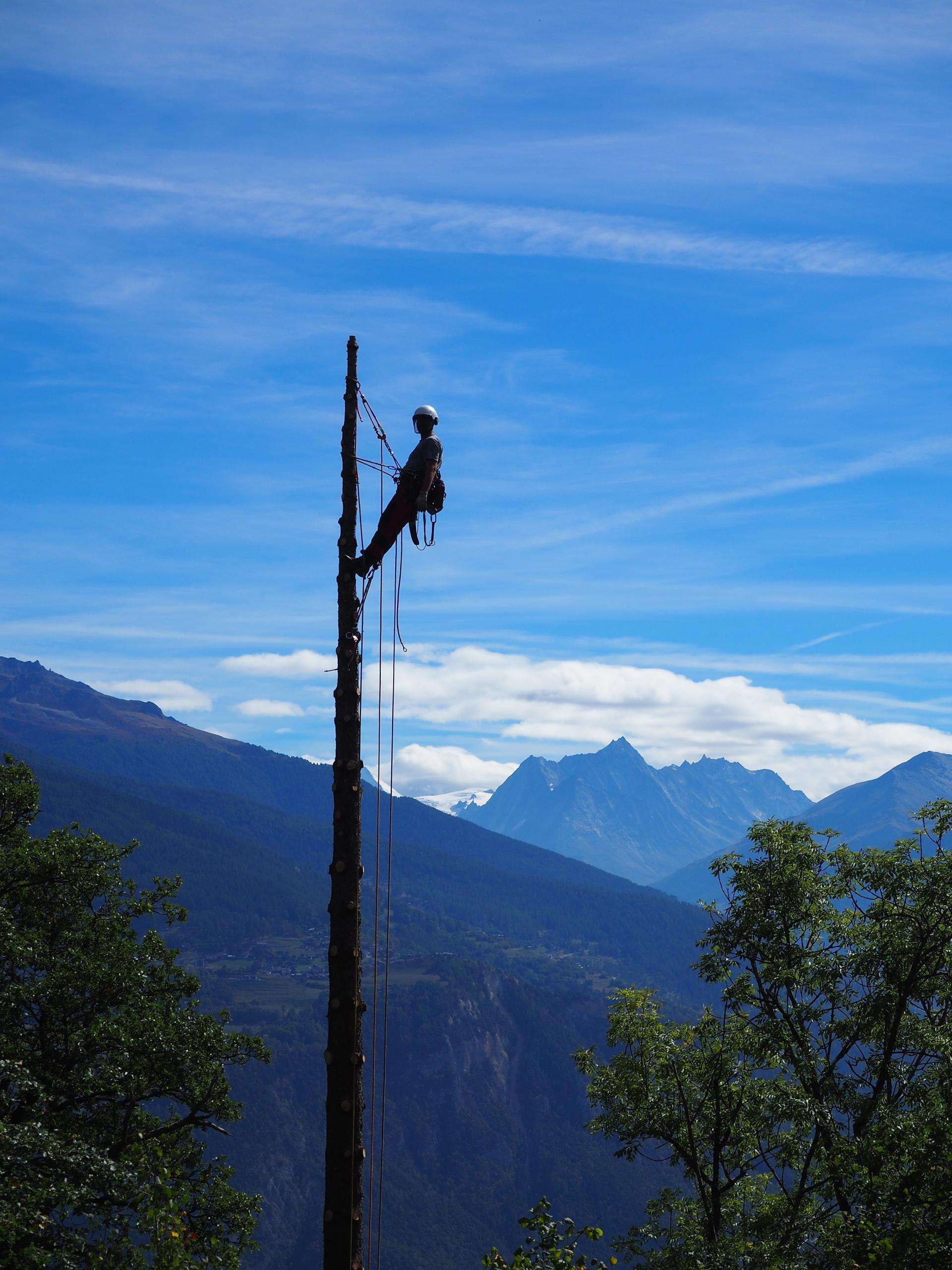 Baumfällung mit Seilwinde