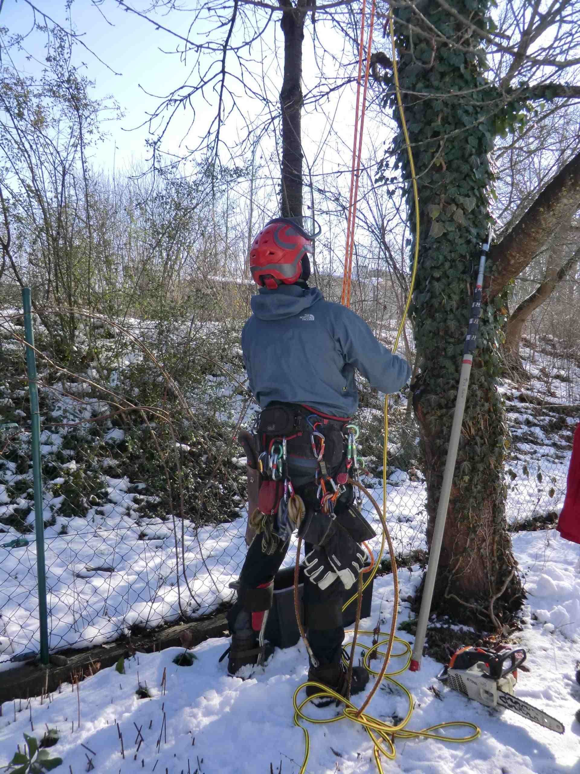 Baumpfleger schneidet Äste