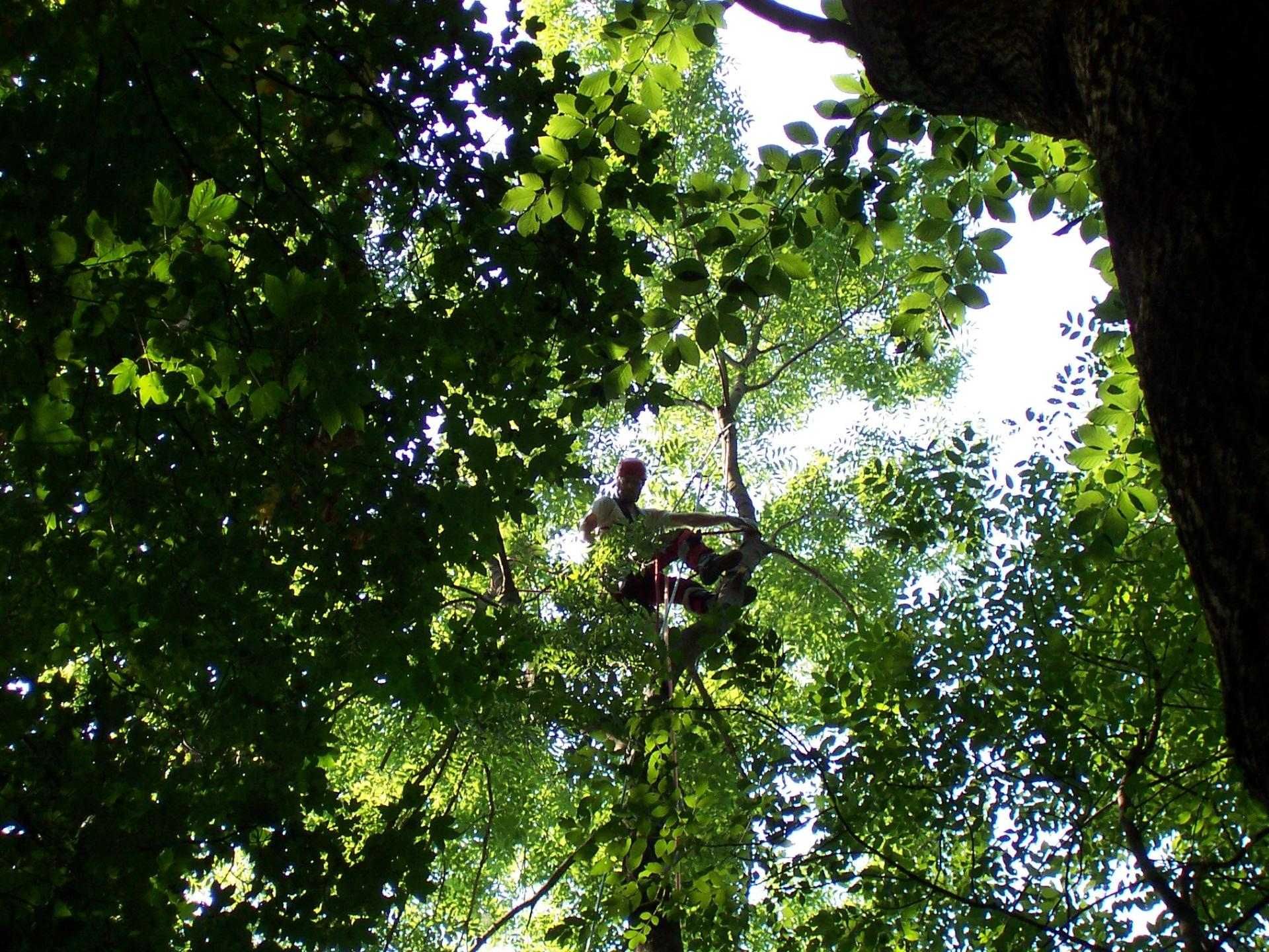 Schnitt von überhängenden Ästen zur Erhaltung der Verkehrssicherheit.