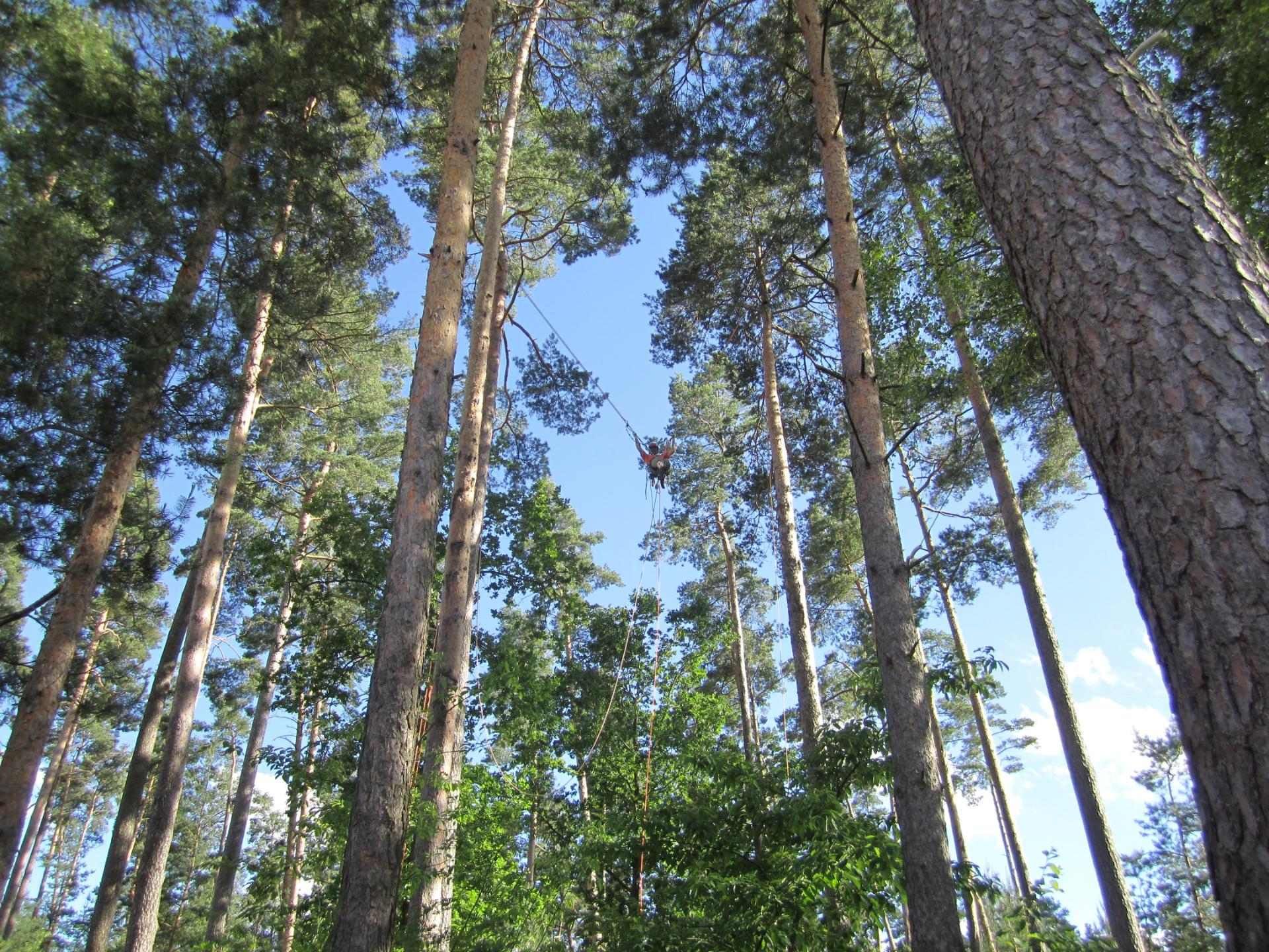 Baumpfleger in Seilklettertechnik