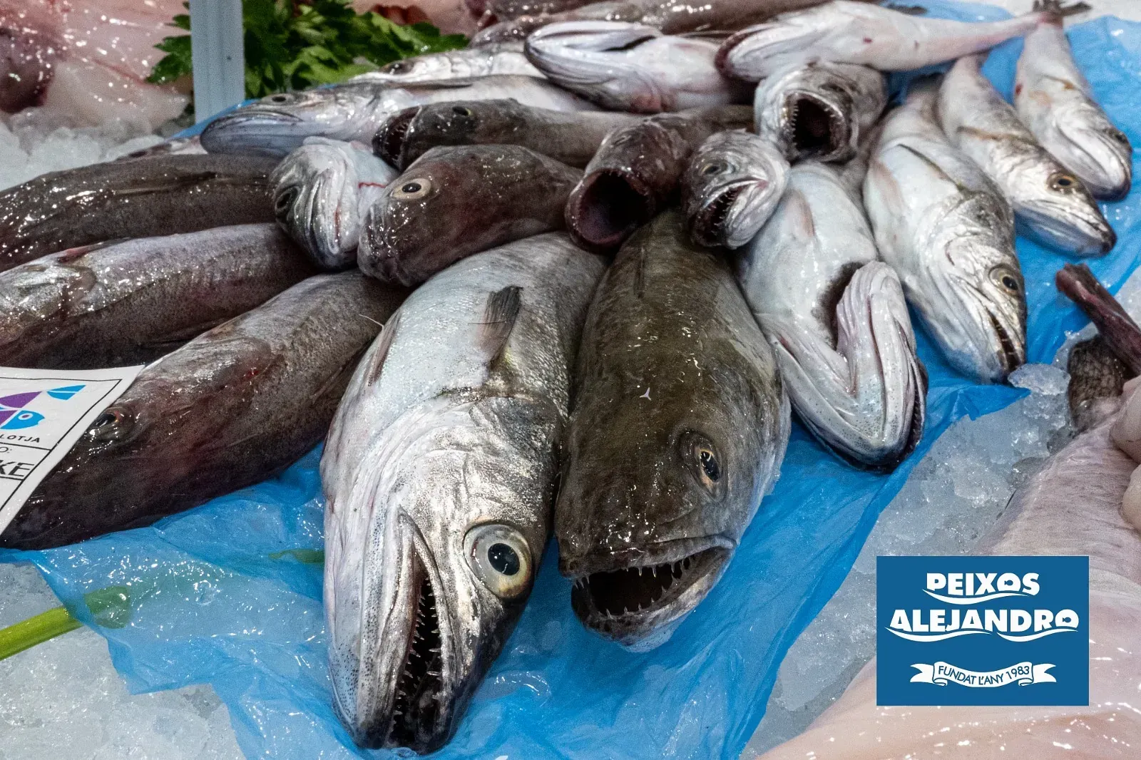 Un montón de peces sobre el hielo con un cartel que dice "peixos alejandro"