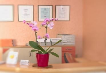 Eine rosa Topfpflanze steht auf einer Theke in einem Zimmer.