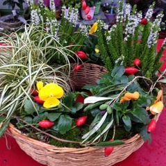 Blumen Heubach | Sträusse | Pflanzen | Braut- & Trauerbinderei