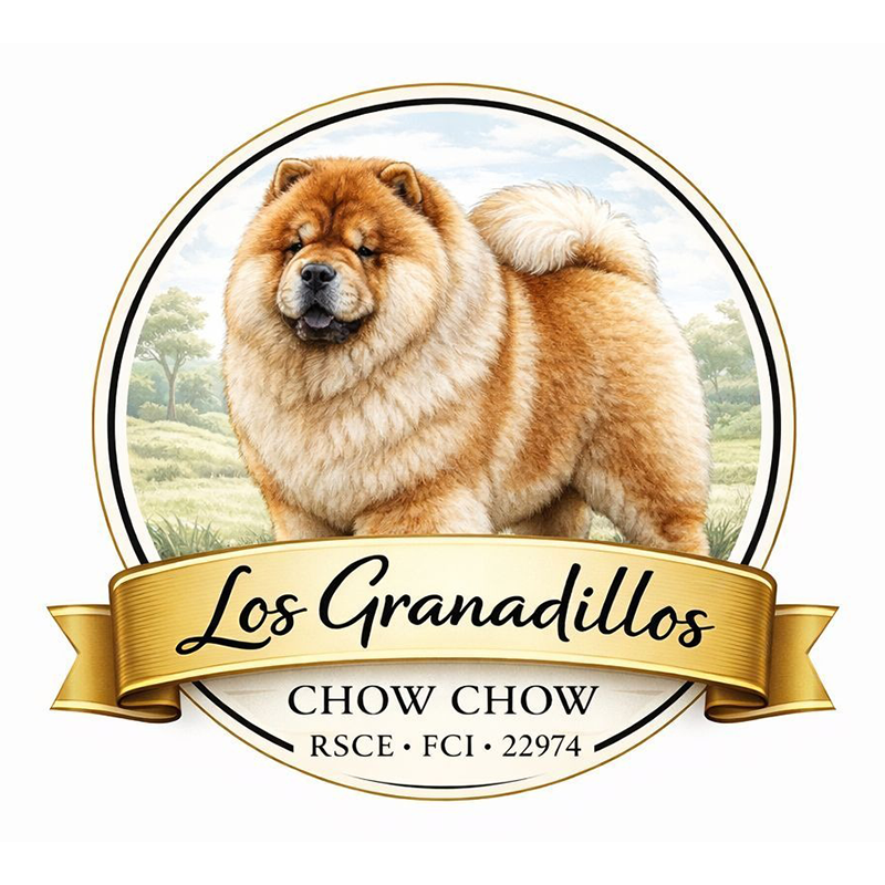 Chow Chow Los Granadillos