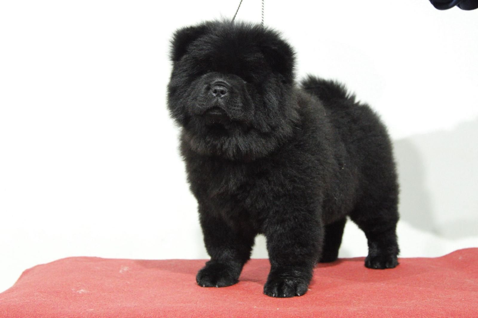 Cachorro negro y esponjoso de pie sobre una manta roja sobre un fondo blanco.