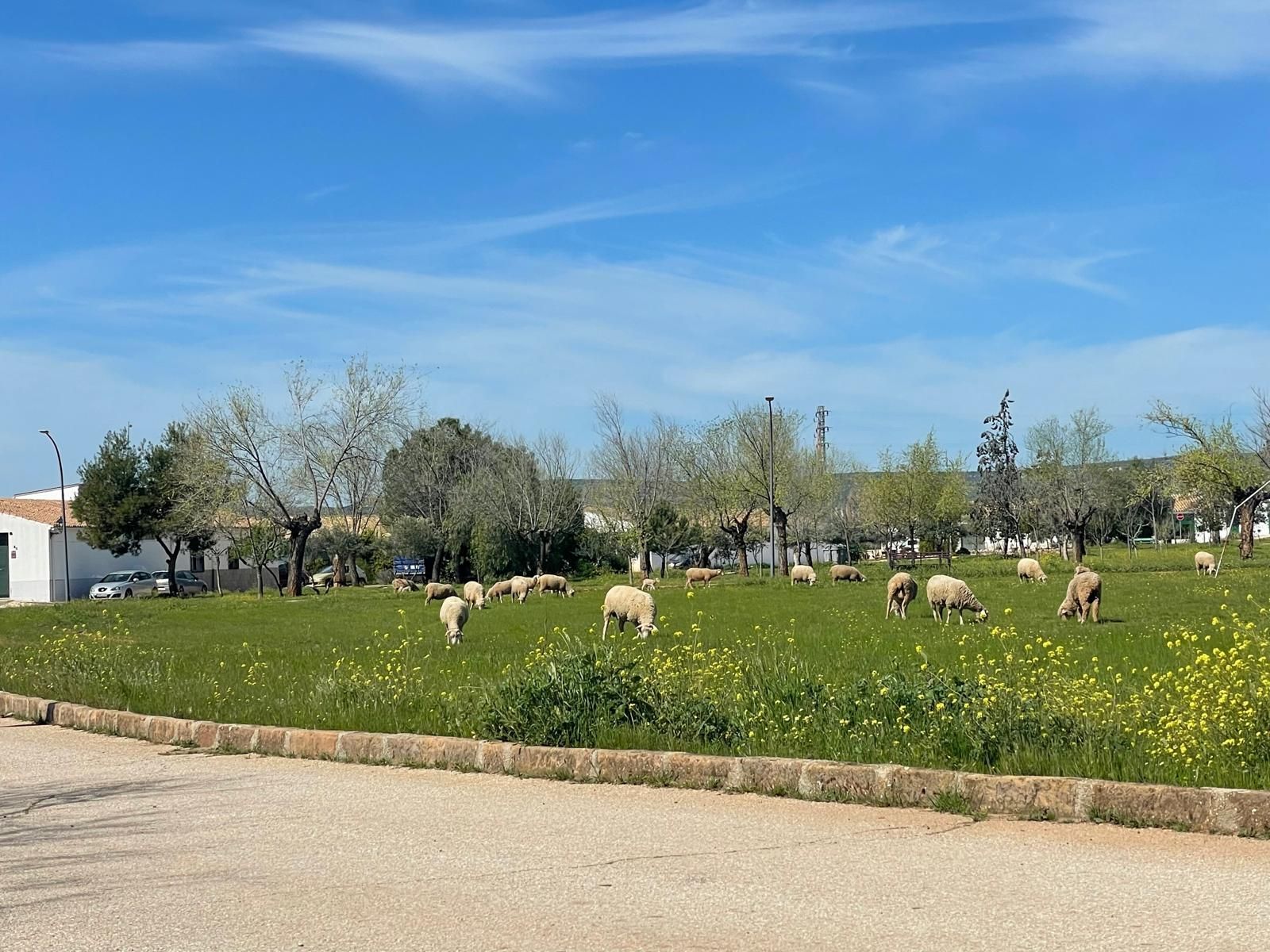 Un rebaño de ovejas pastando en un campo de hierba
