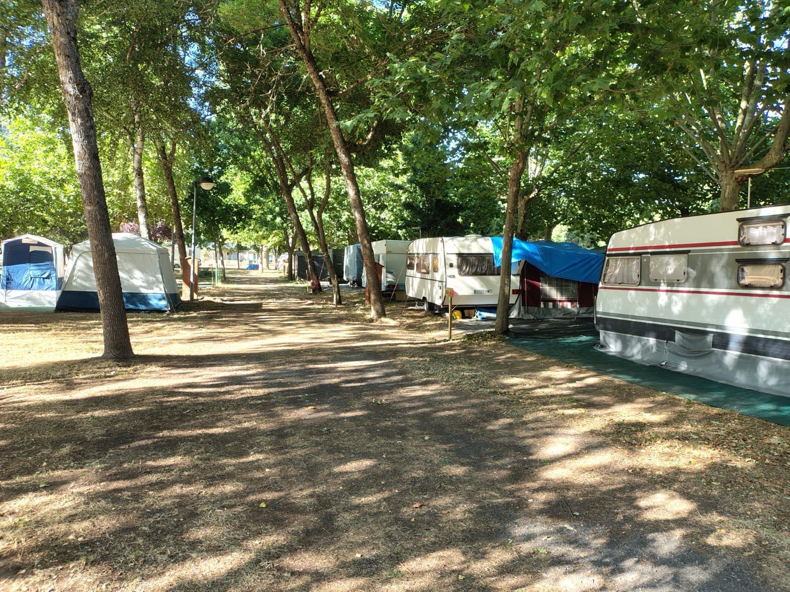 Un grupo de tiendas de campaña están estacionadas en una zona cubierta de hierba y rodeada de árboles.