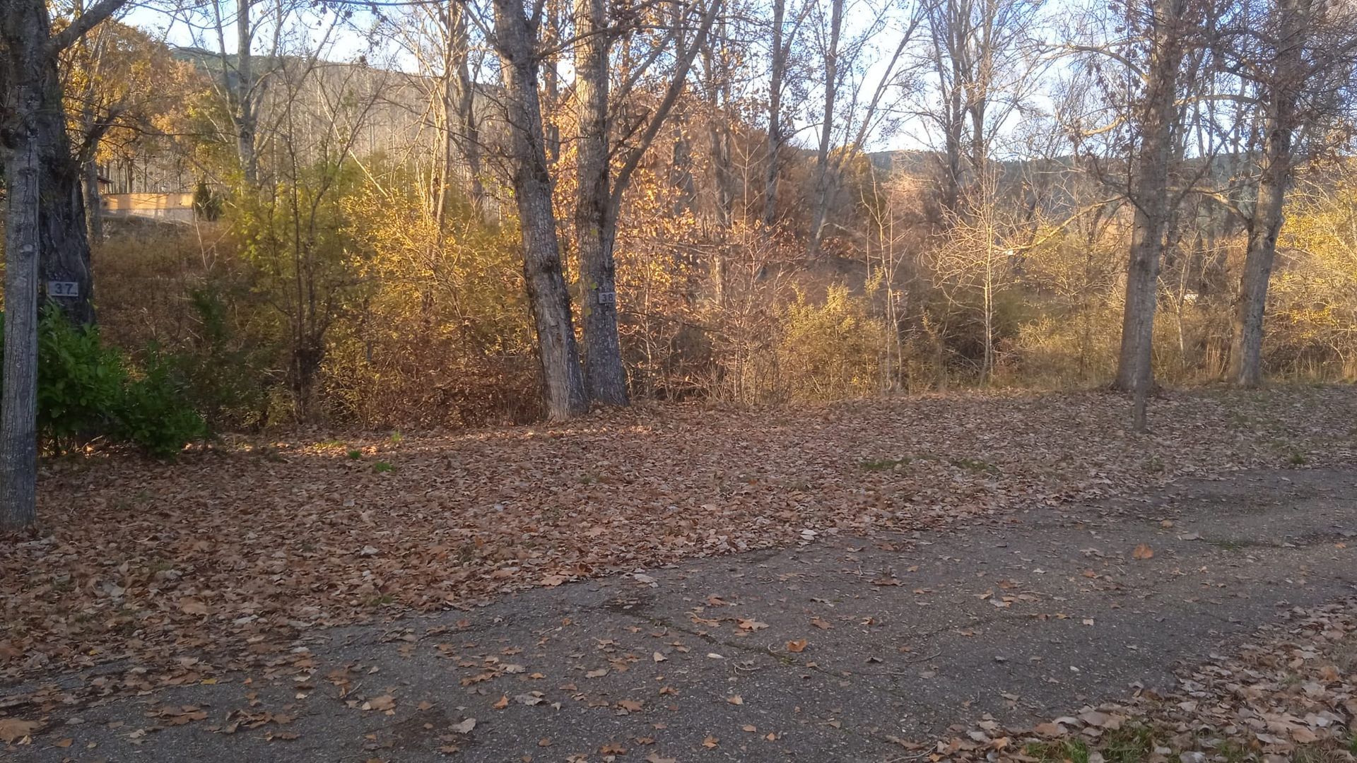 Camino de tierra cubierto de hojas caídas, árboles con ramas desnudas, follaje otoñal.