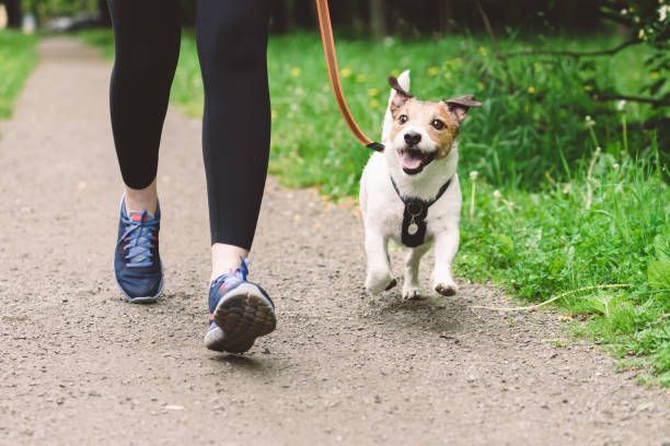 Un pequeño perro blanco y marrón está corriendo en la hierba.