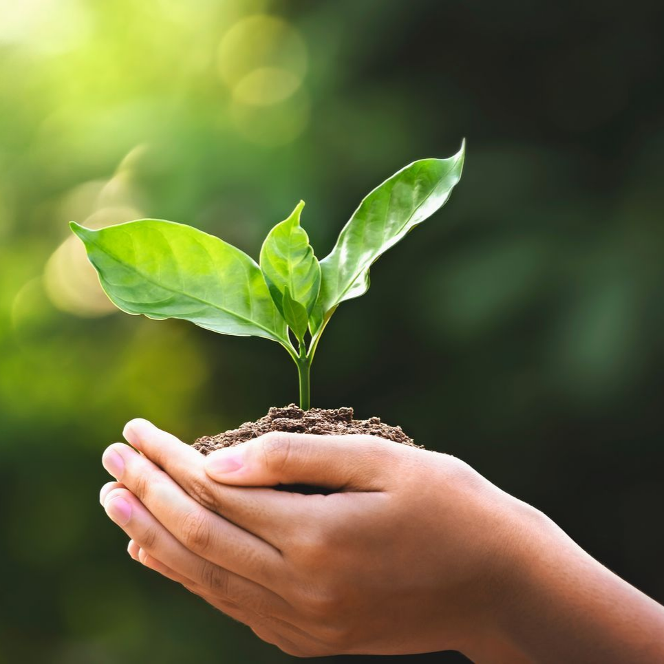 Des mains tenant un petit plant vert avec de la terre sur un fond naturel flou