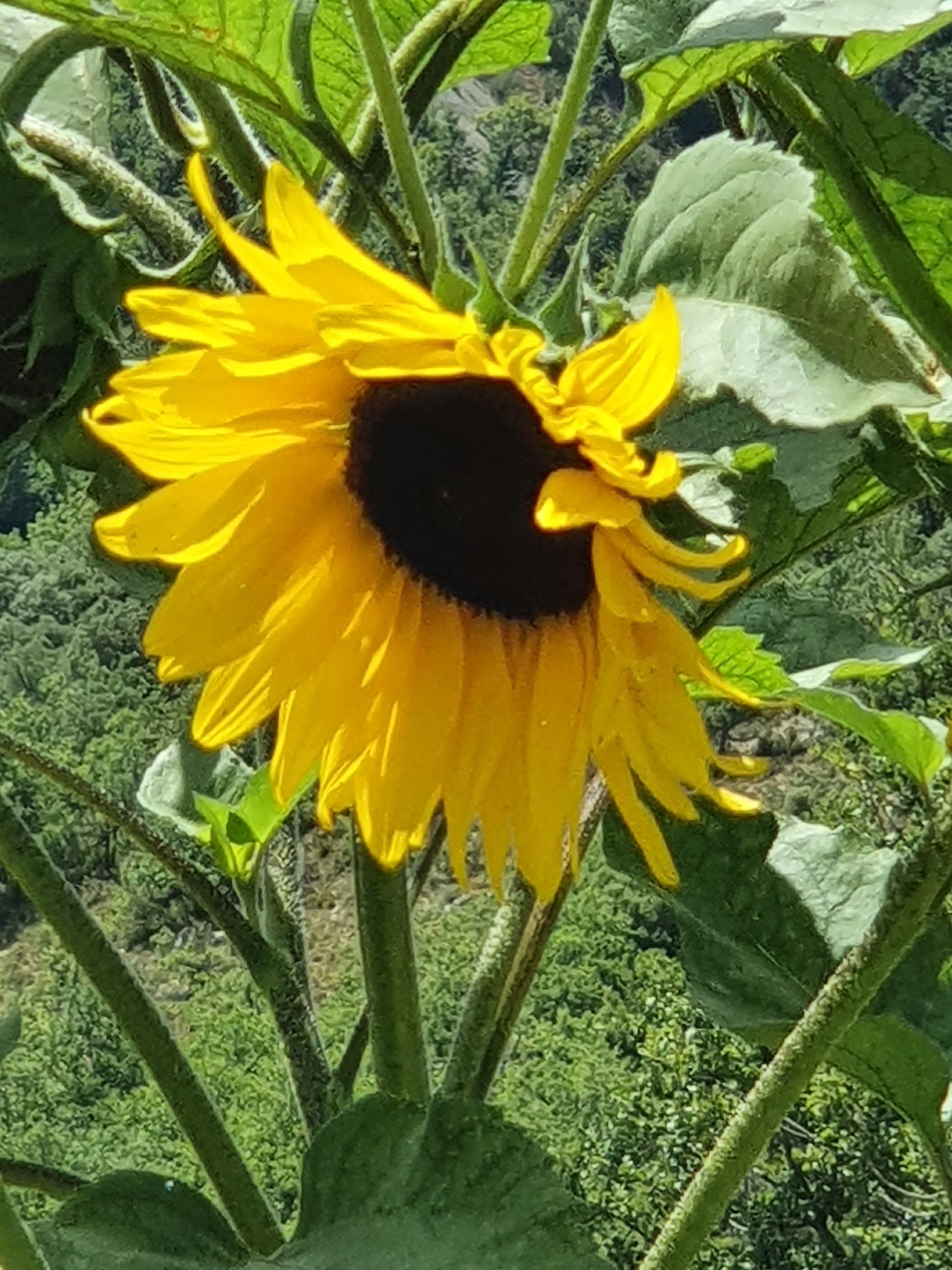 Tournesol jaune en pleine floraison, à cœur foncé, entouré de feuilles vertes dans un jardin.