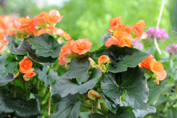 Orange Blumen von Blumen Böswirth