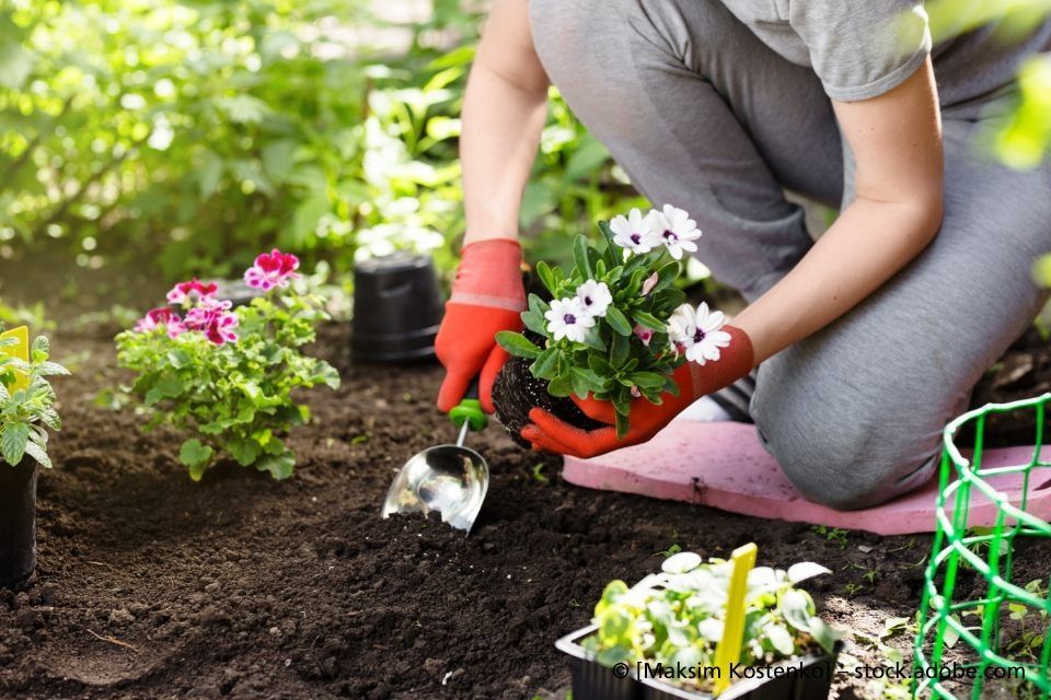 Eine Frau mit roten Handschuhen pflanzt Blumen in einem Garten.