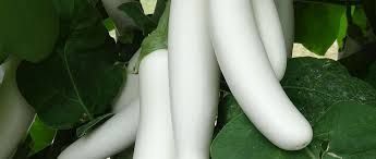 Weiße Gemüsesorte, Foto von Blumen Böswirth