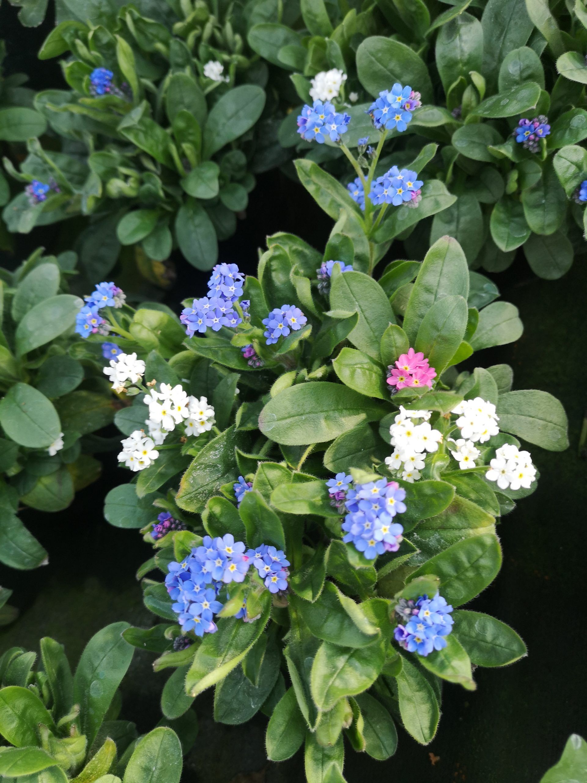 Bunte Blumen, Foto von Blumen Böswirth