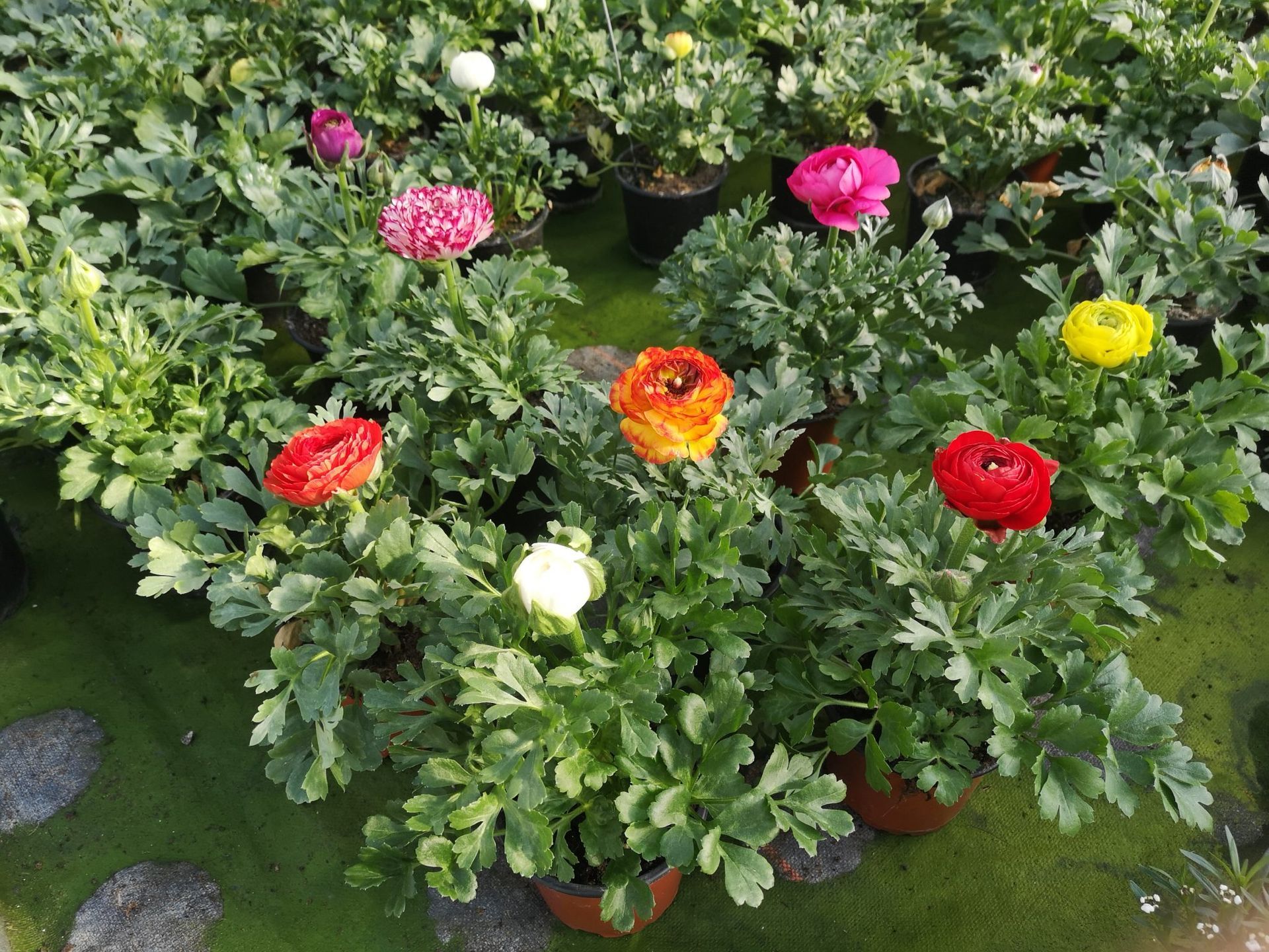 Bunte Blumen, Foto von Blumen Böswirth