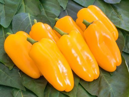 Gelbe Paprikas, Foto von Blumen Böswirth