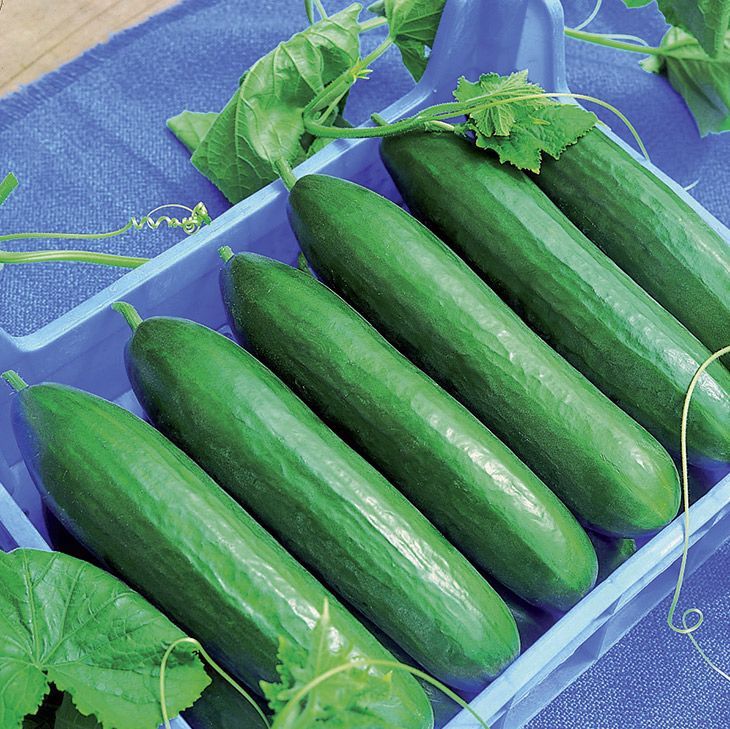 Gurken, Foto von Blumen Böswirth