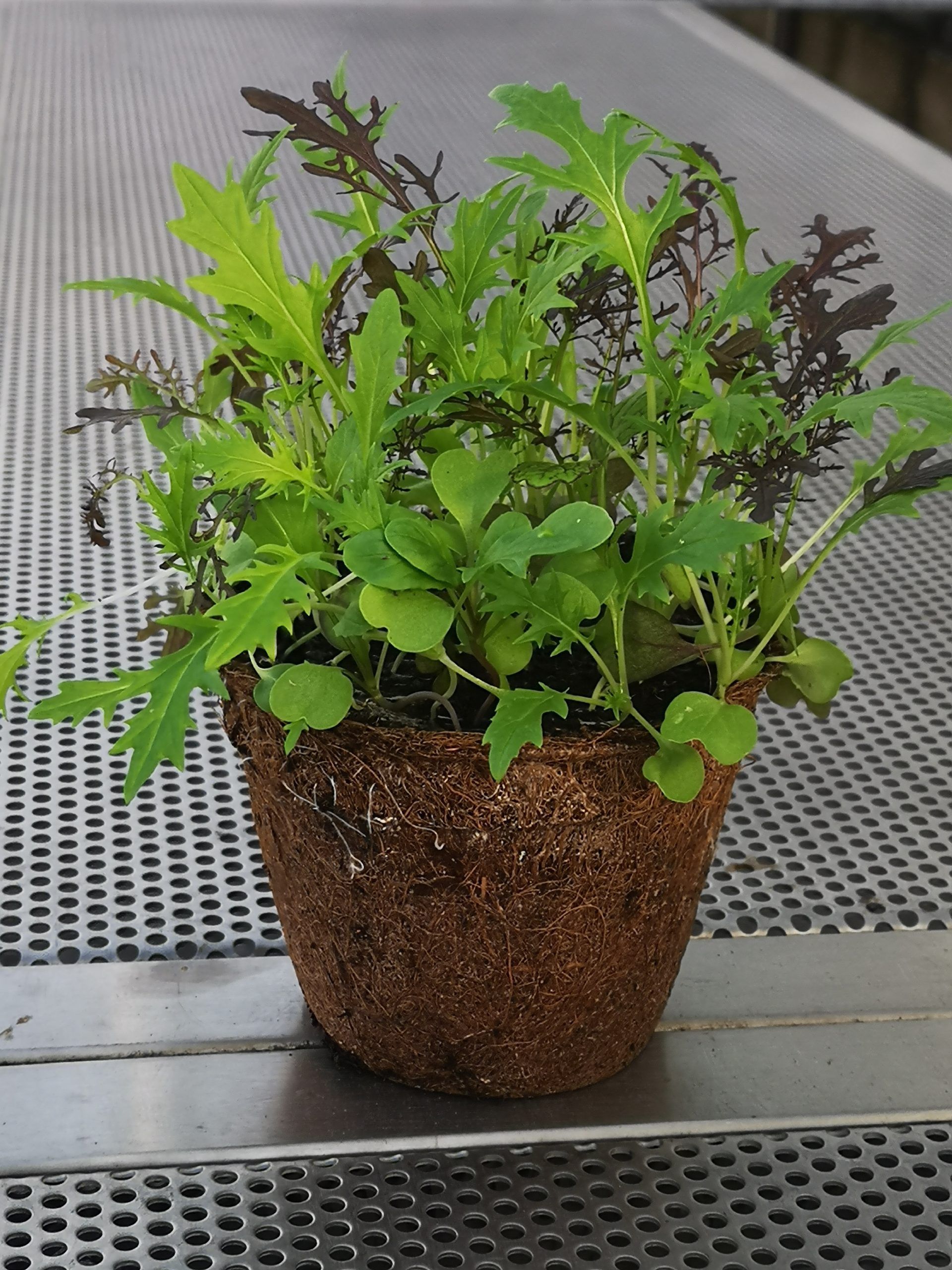 Kräuter in einem Topf, Foto von Blumen Böswirth