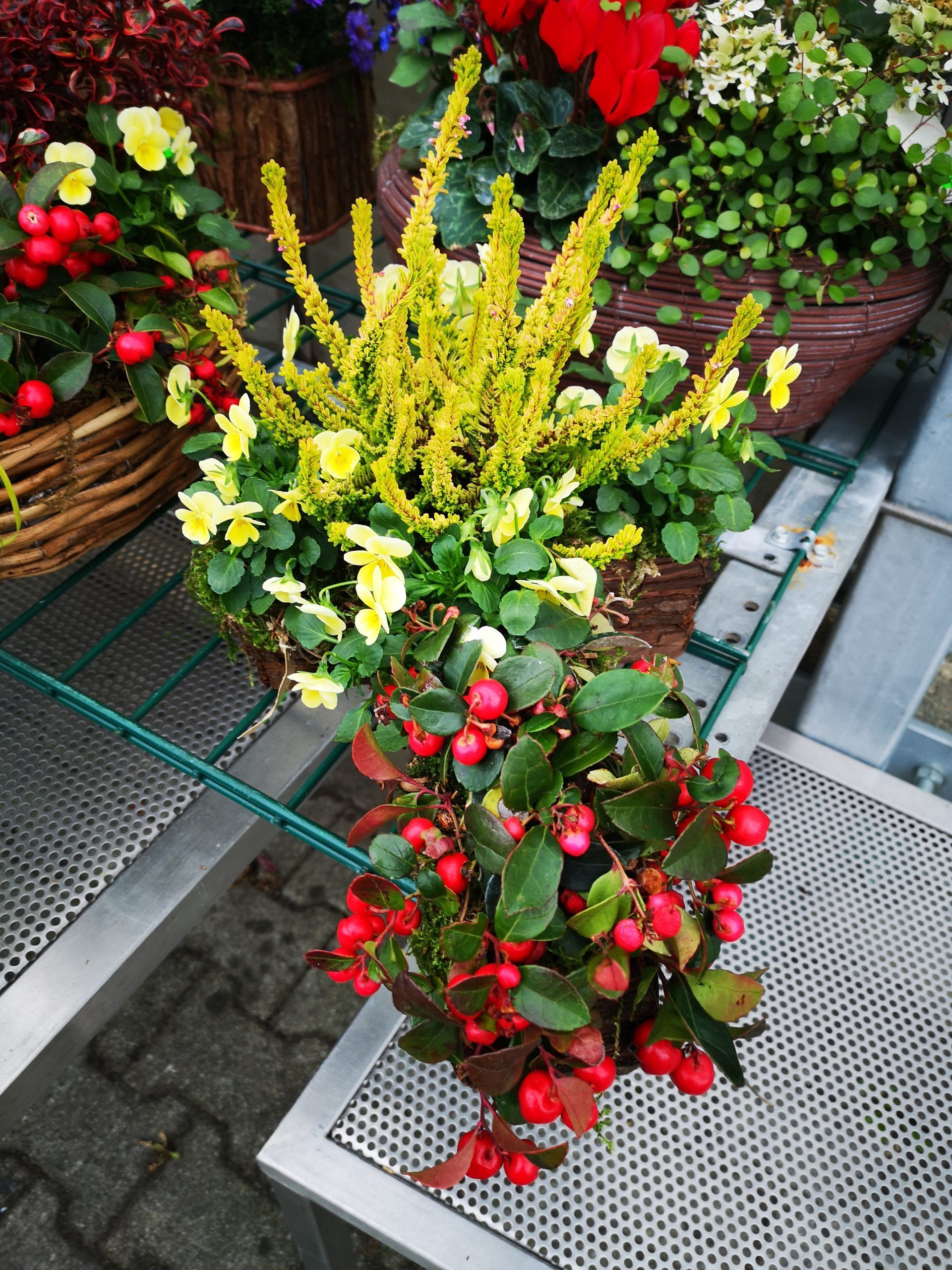 Blumen und Pflanzen, Foto von Blumen Böswirth