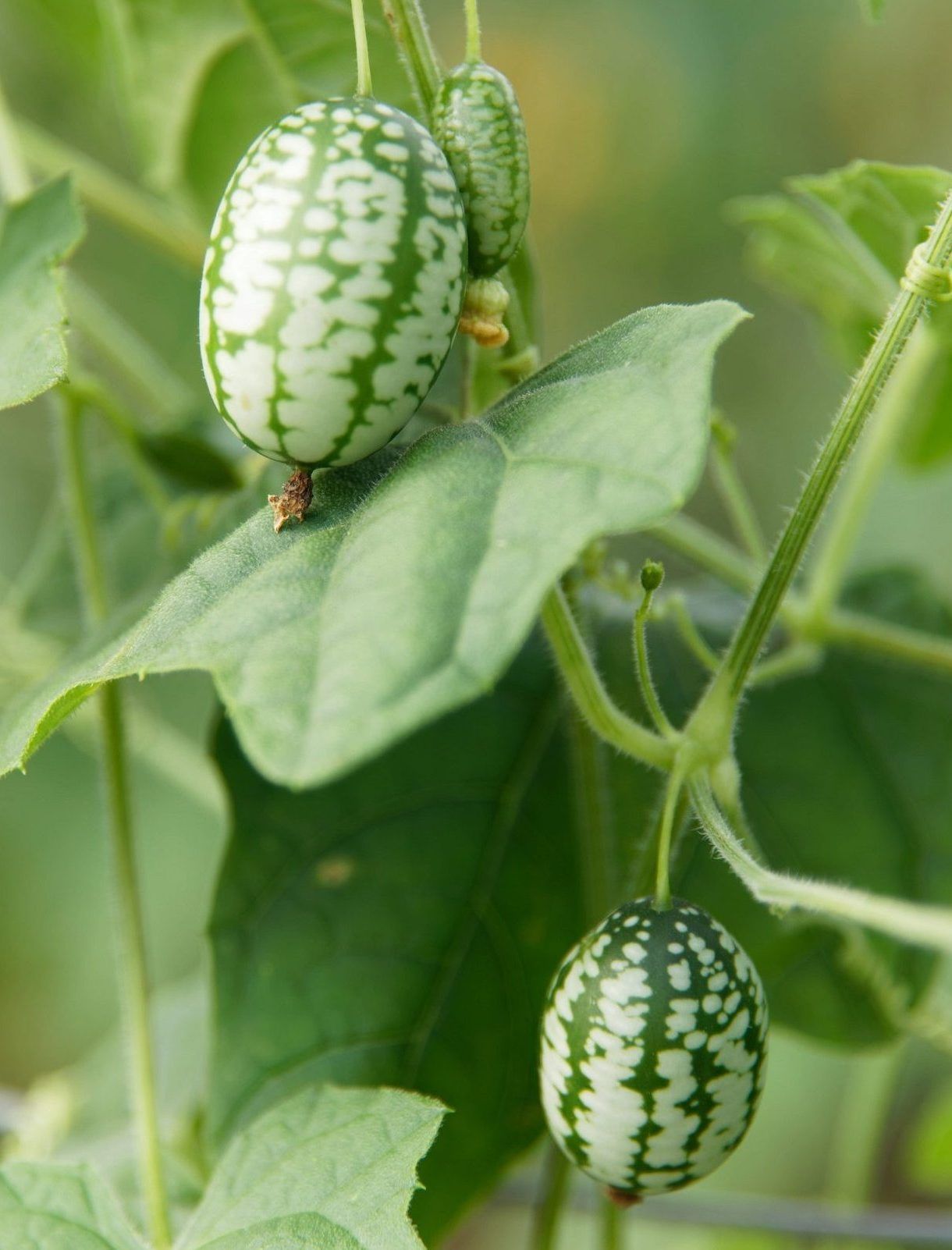 Zucchini-Pflanze, Foto von Blumen Böswirth