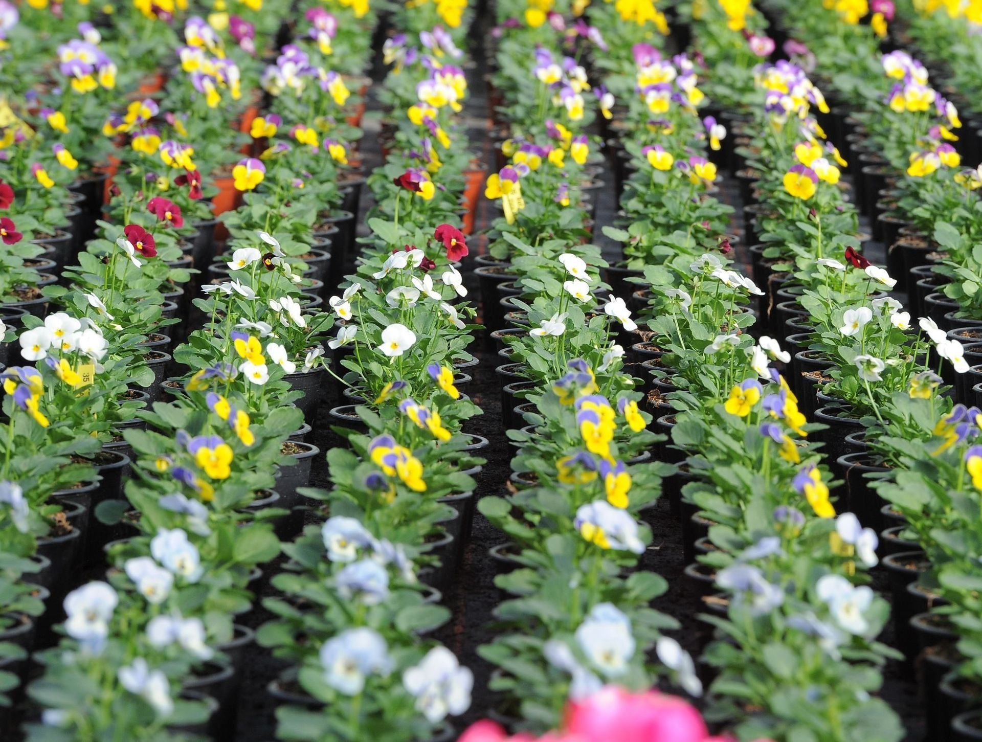 Bunte Blumen, Foto von Blumen Böswirth