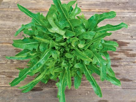 Rucola, Foto von Blumen Böswirth