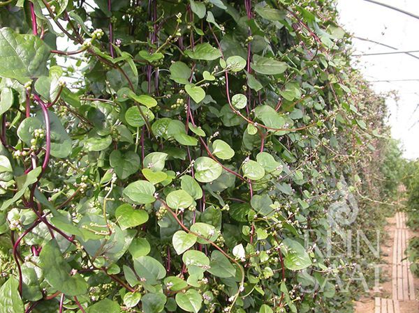 Pflanze, Foto von Blumen Böswirth