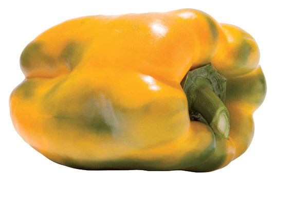 Gelbe Paprika, Foto von Blumen Böswirth