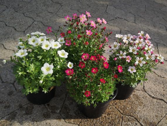 Bunte Blumen in Töpfen, Foto von Blumen Böswirth