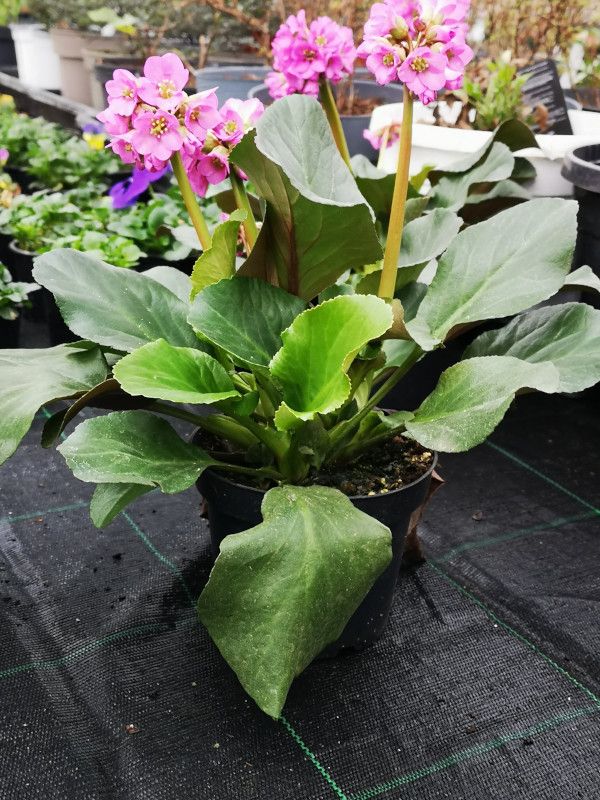 Rosa Blumen, Foto von Blumen Böswirth